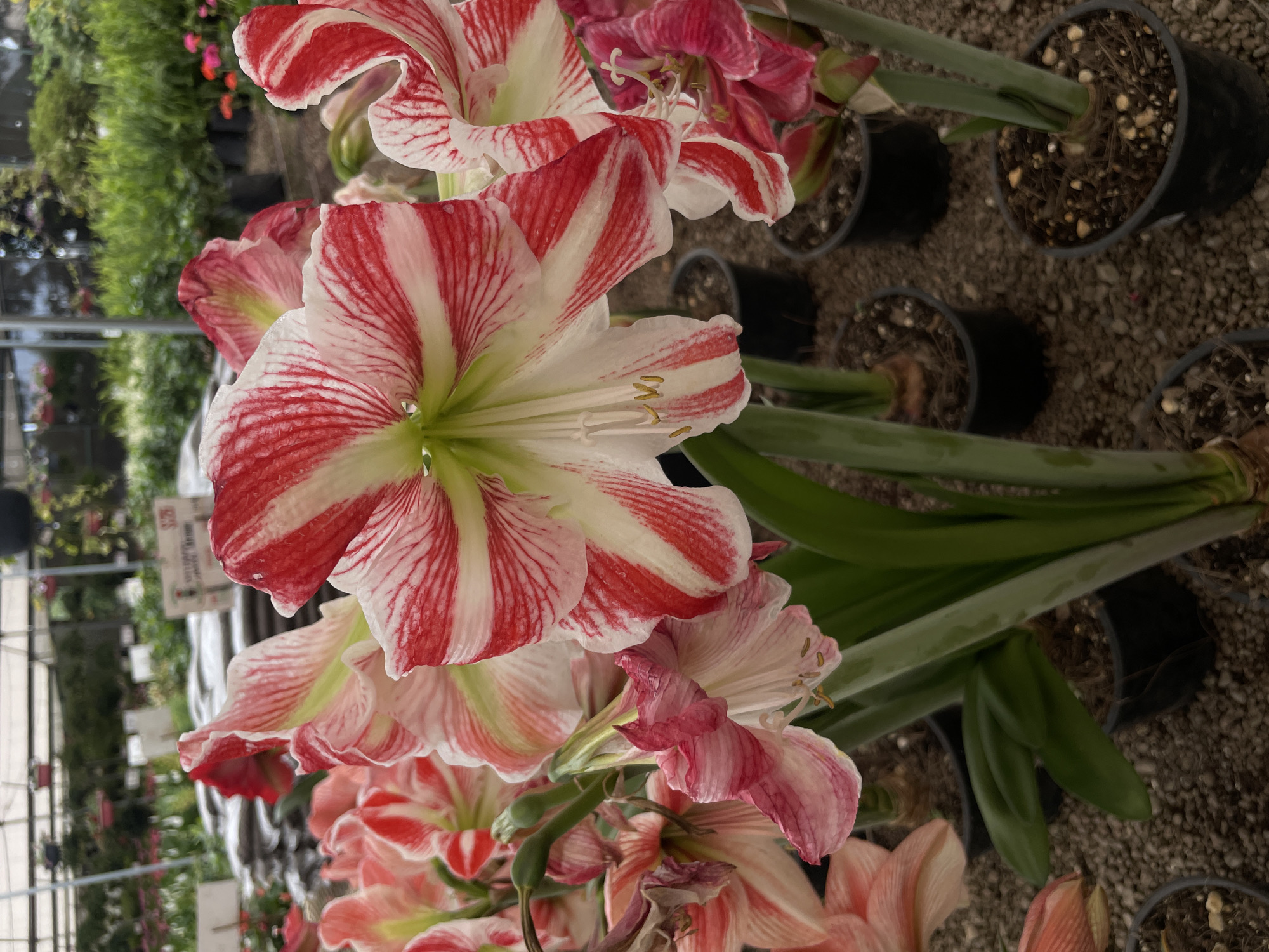 Visitor documents flowering plants at Atlixco nursery over 49 minutes