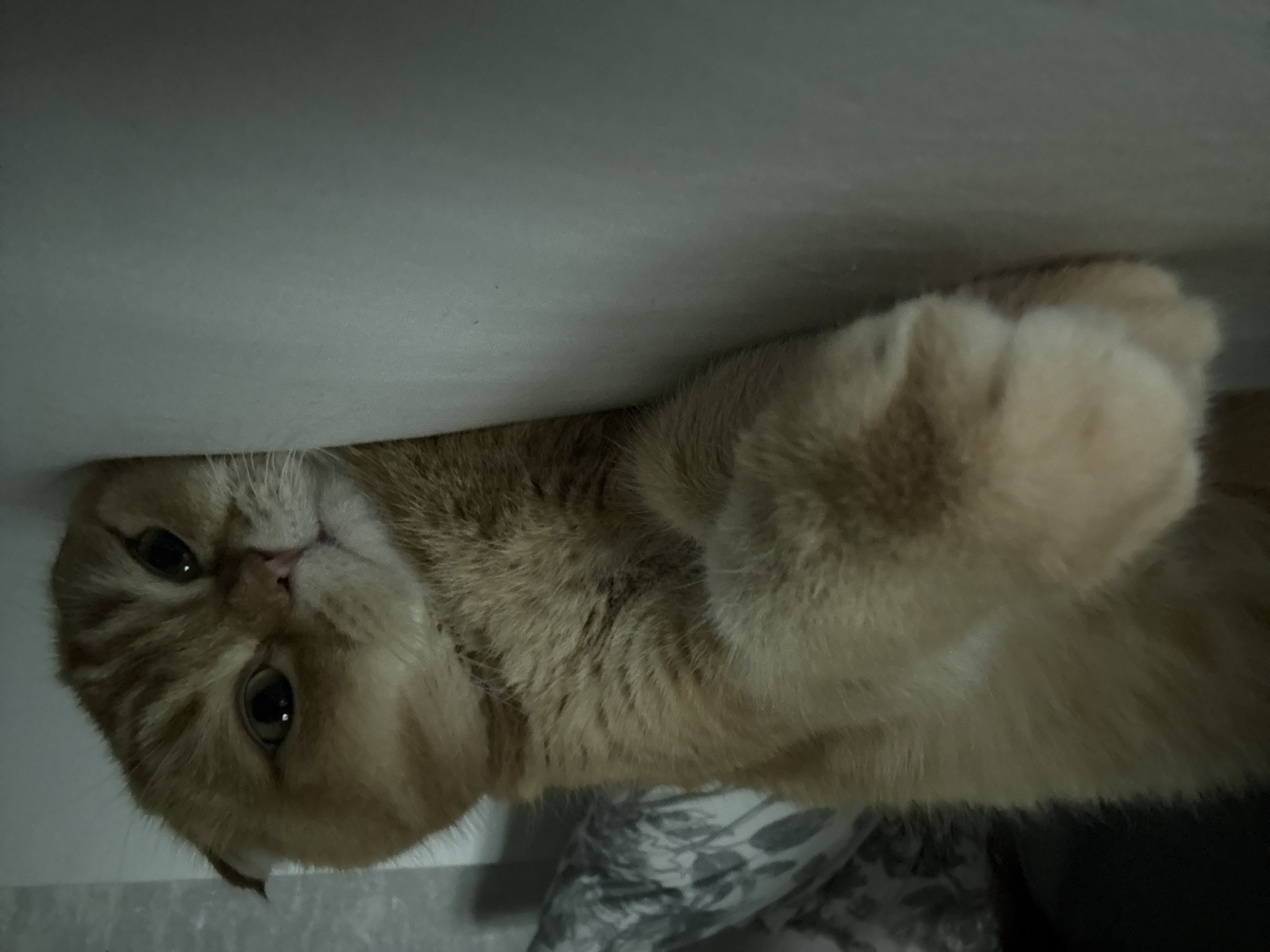 Scottish Fold cat lounging on a starry grey blanket at home