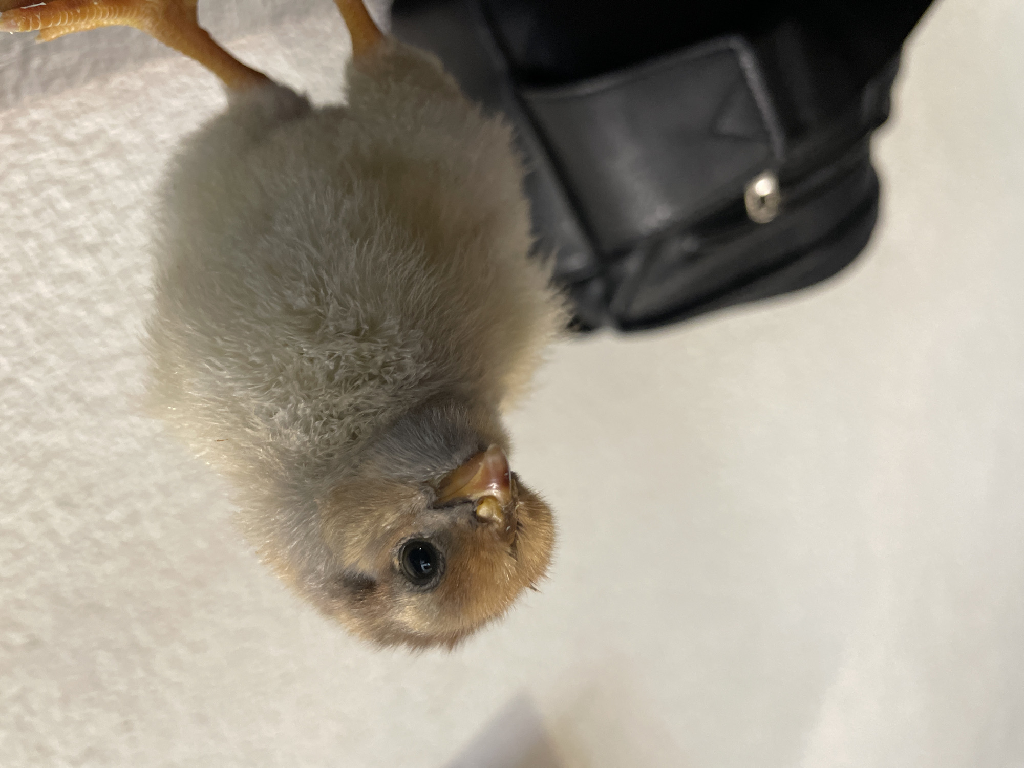 Baby chicks photographed in Bulgarian town morning session