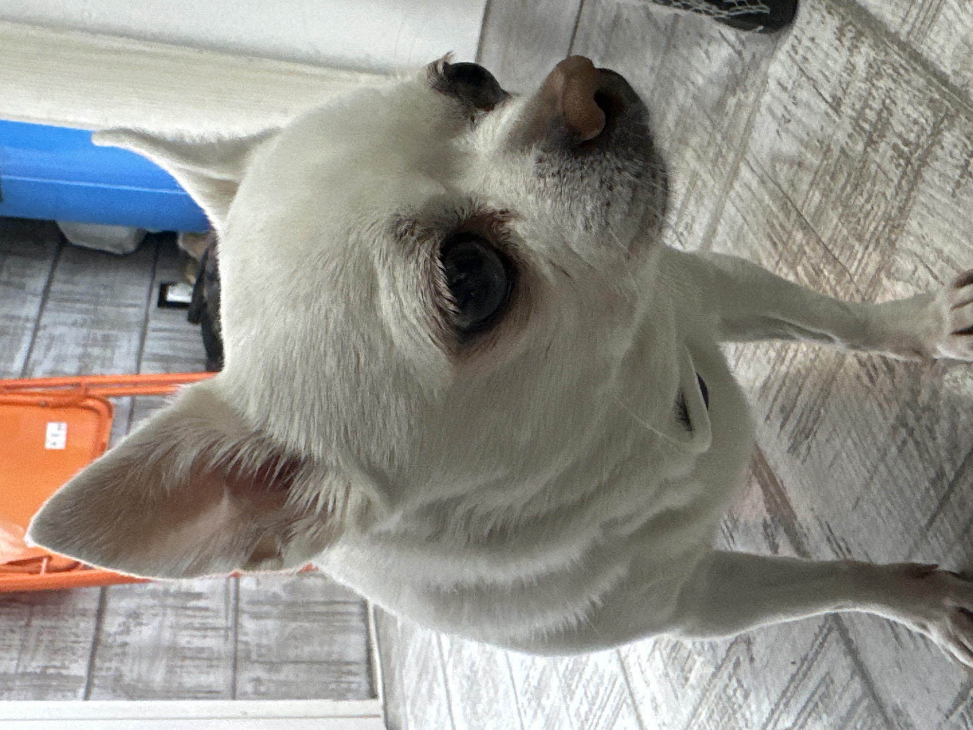 White Chihuahua photographed from multiple angles in Moscow apartment