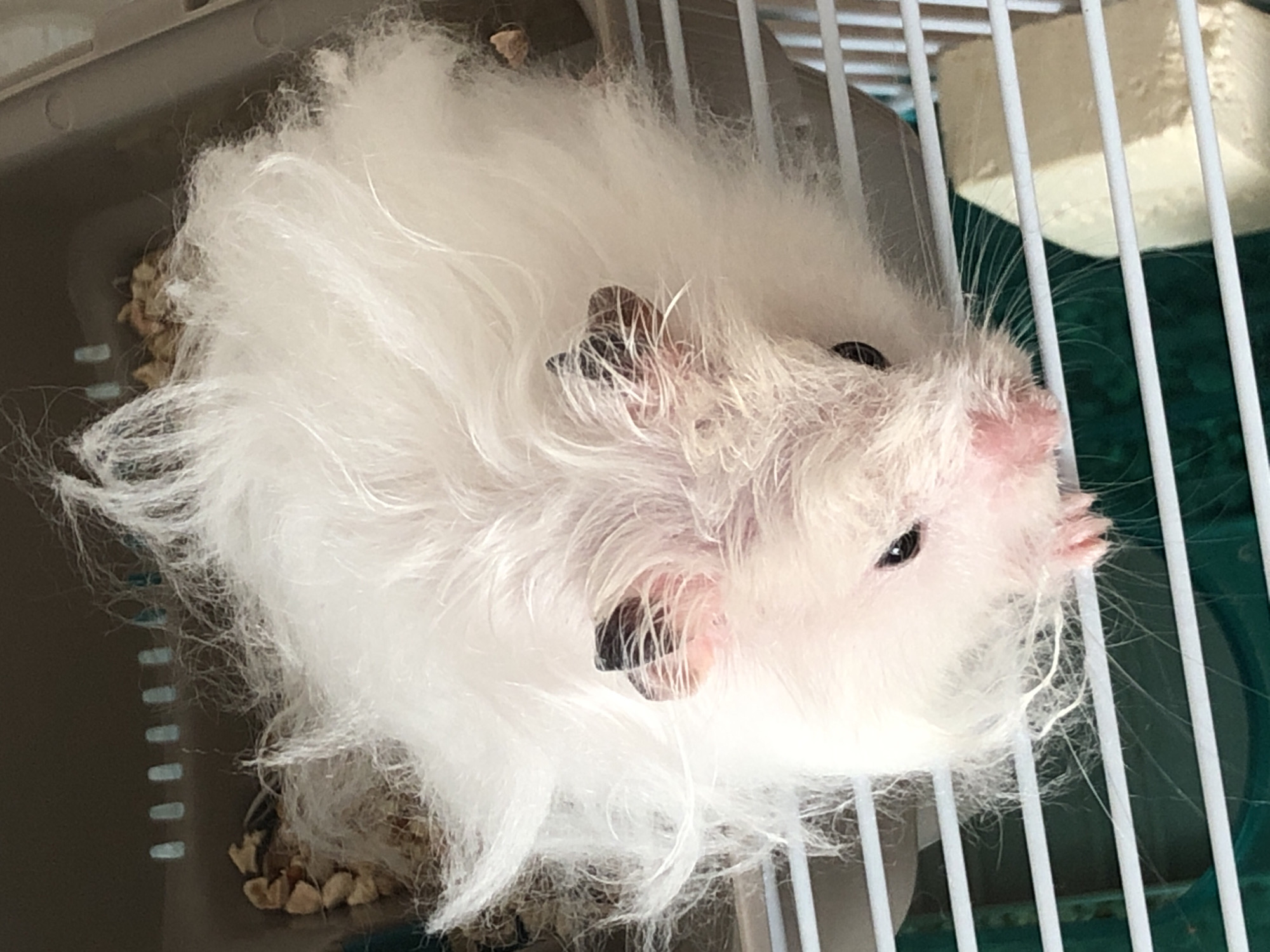 White hamster's morning routine, Solikamsk streets in the background
