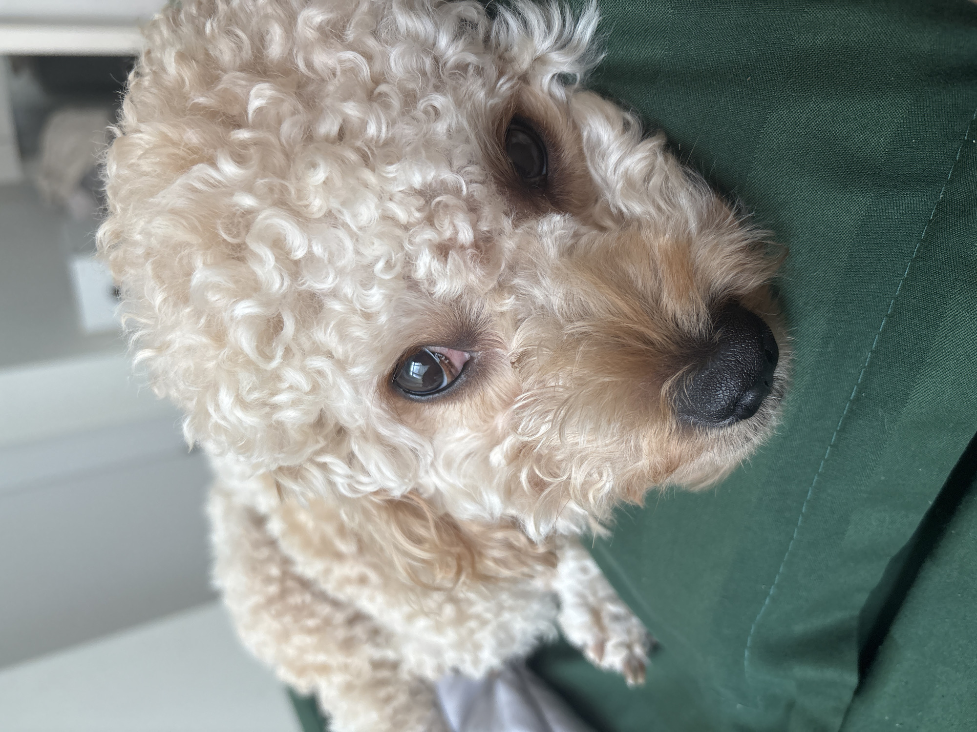 Curly-haired dog photographed in close-up in Nha Trang