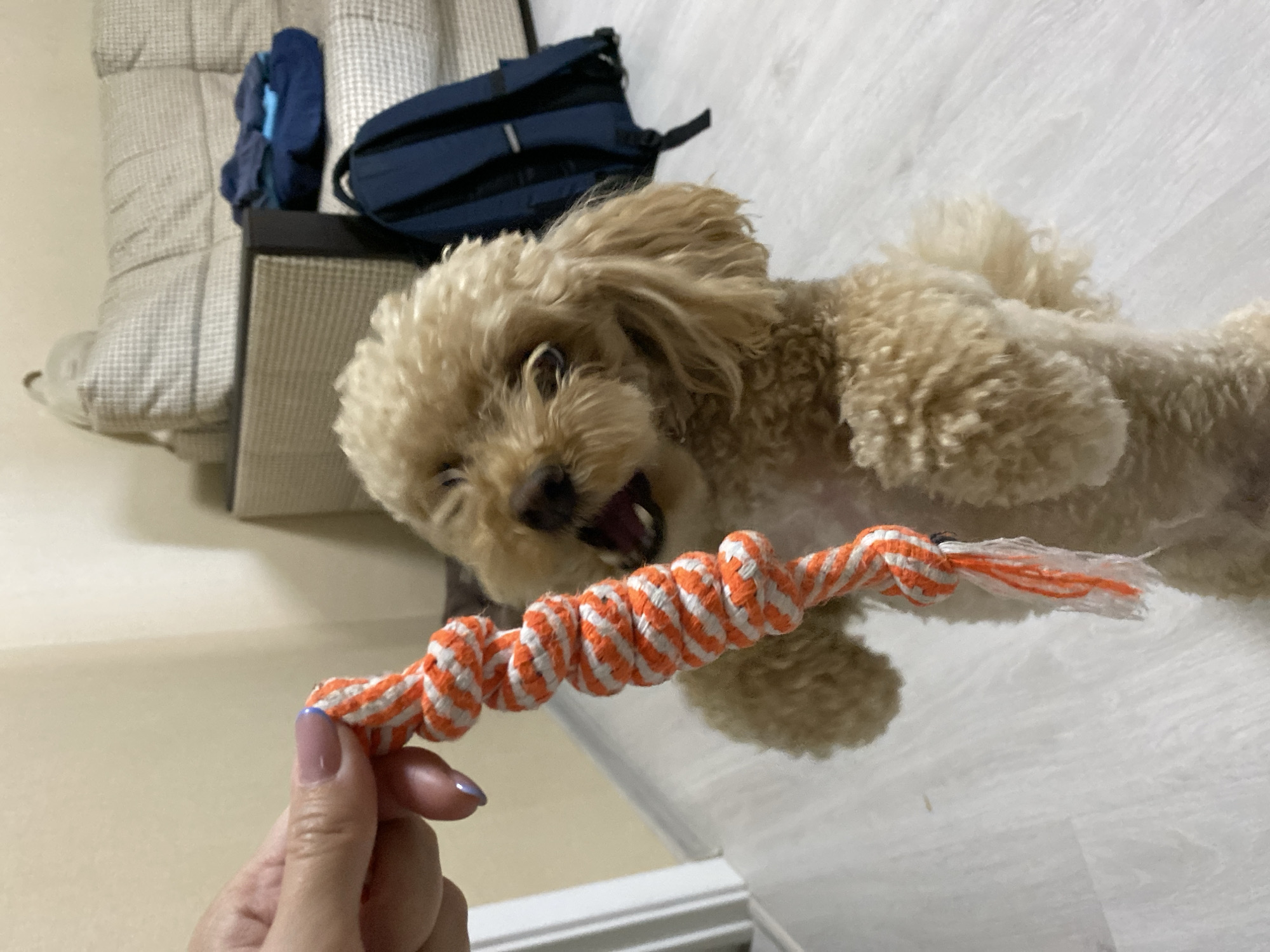 Poodle goes all-in on a rope toy tug-of-war session