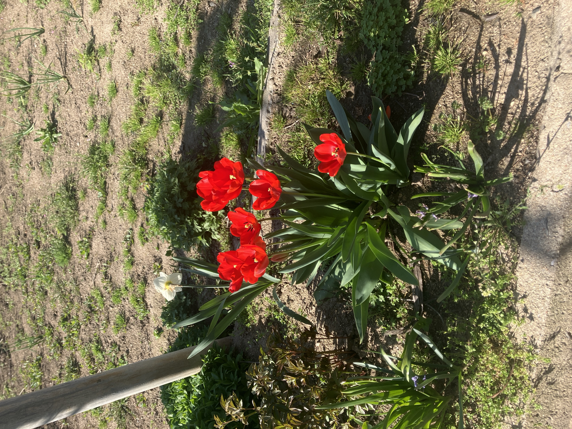 Spring tulips and daffodil bloom in Rakovski garden