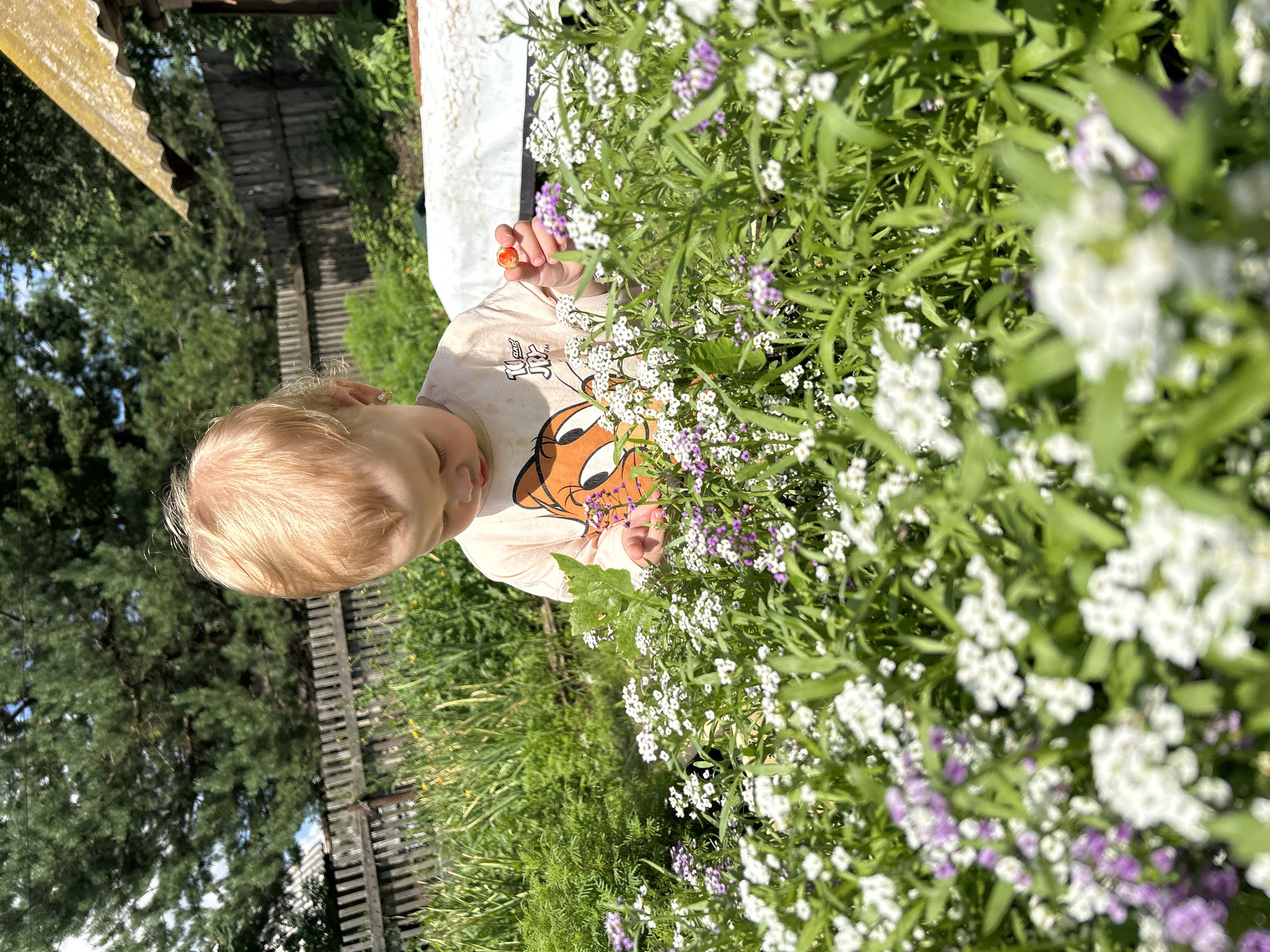 Close look at garden flowers in a Russian village