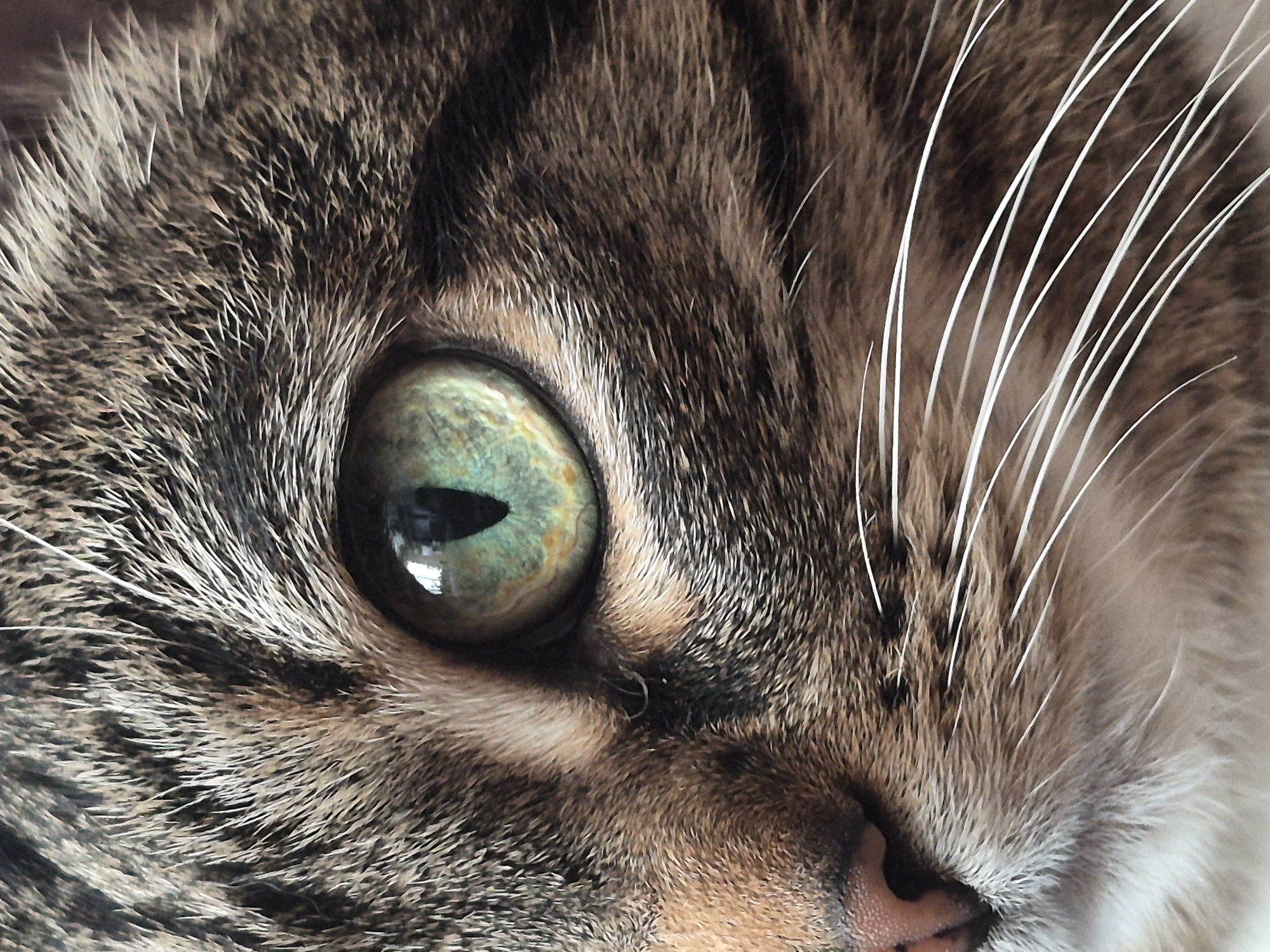 Afternoon in Chaikovsky: playground fun, park selfies, tabby cat