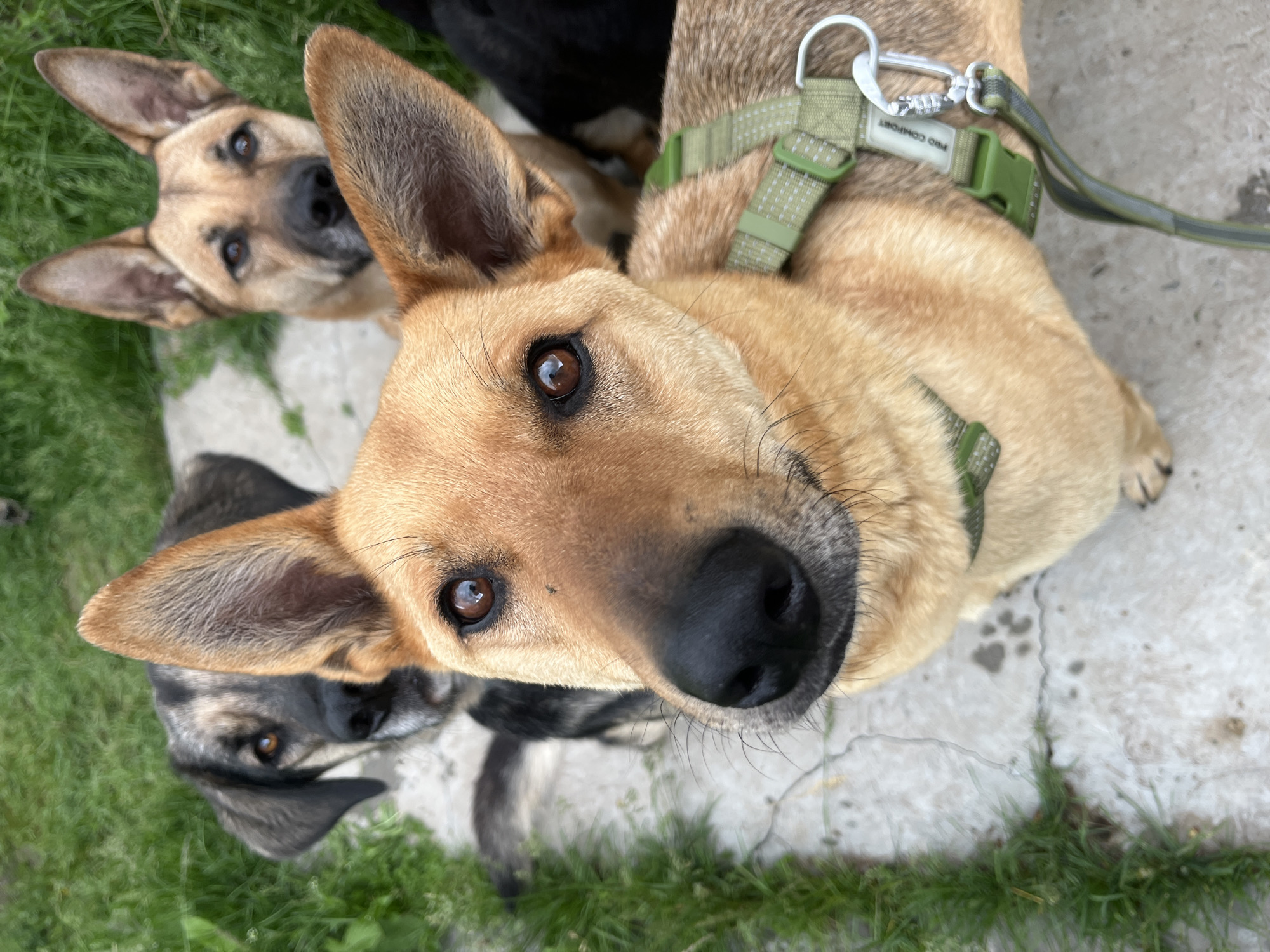 Dogs gather in residential backyards across Nizhny Tagil, Russia