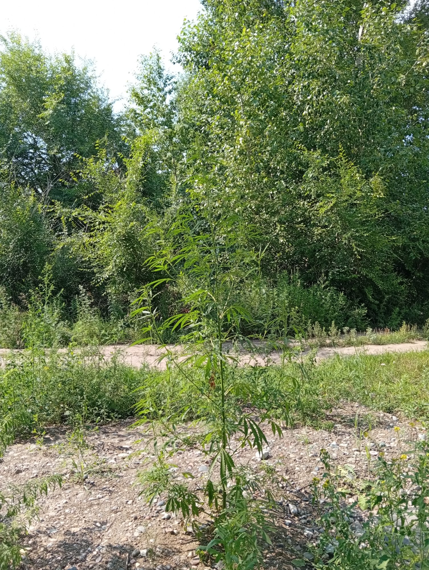 Minusinsk roadsides and garden patches on a summer morning