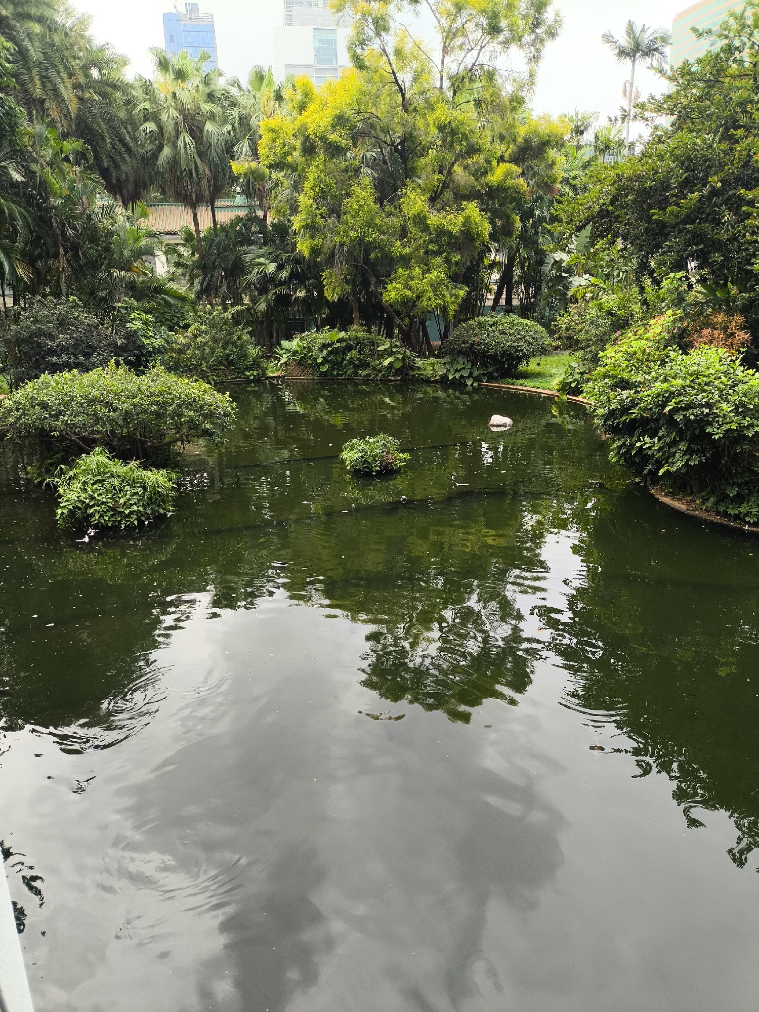Late-night park visitors document Hong Kong's public gardens and wildlife