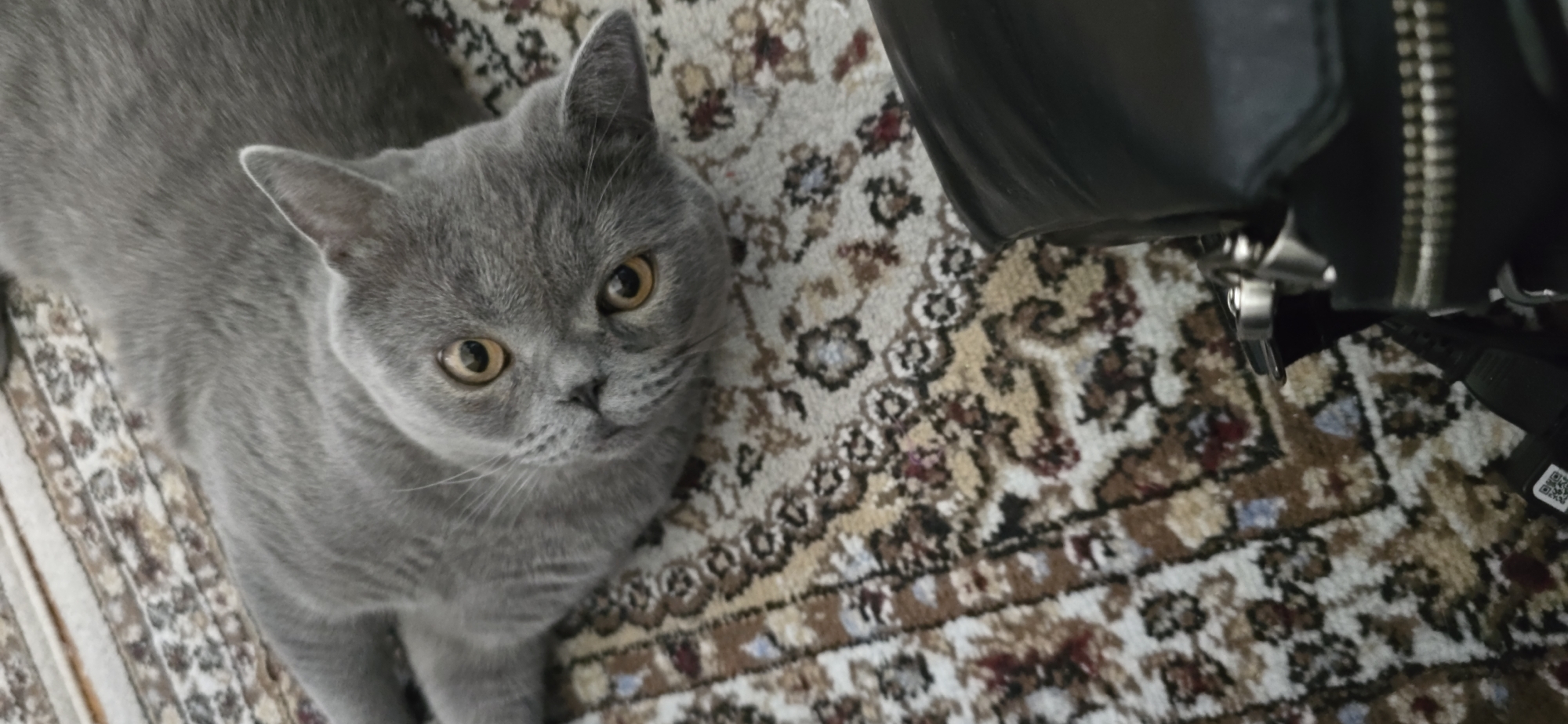 Cats, city views, and everyday interiors from a Bishkek morning