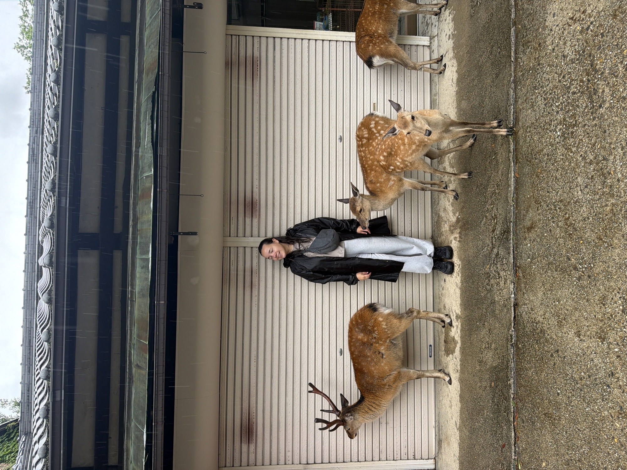 Morning rain brings Nara's deer into shops and streets