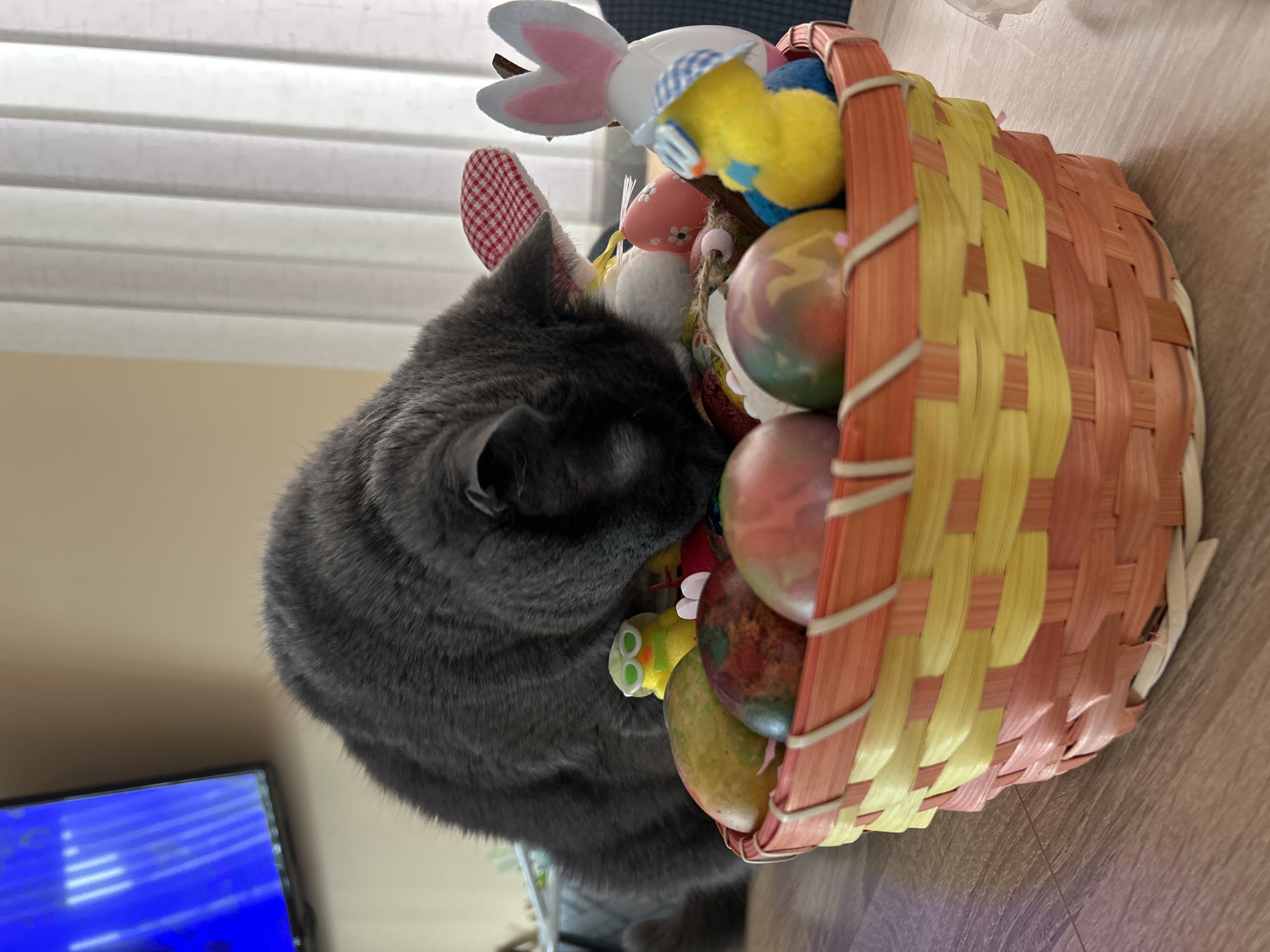 Gray cat explores Easter basket in Veliko Tarnovo