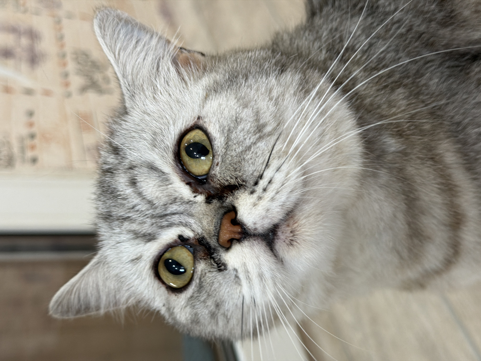 Cats doing cat things in Chaikovsky, Russia