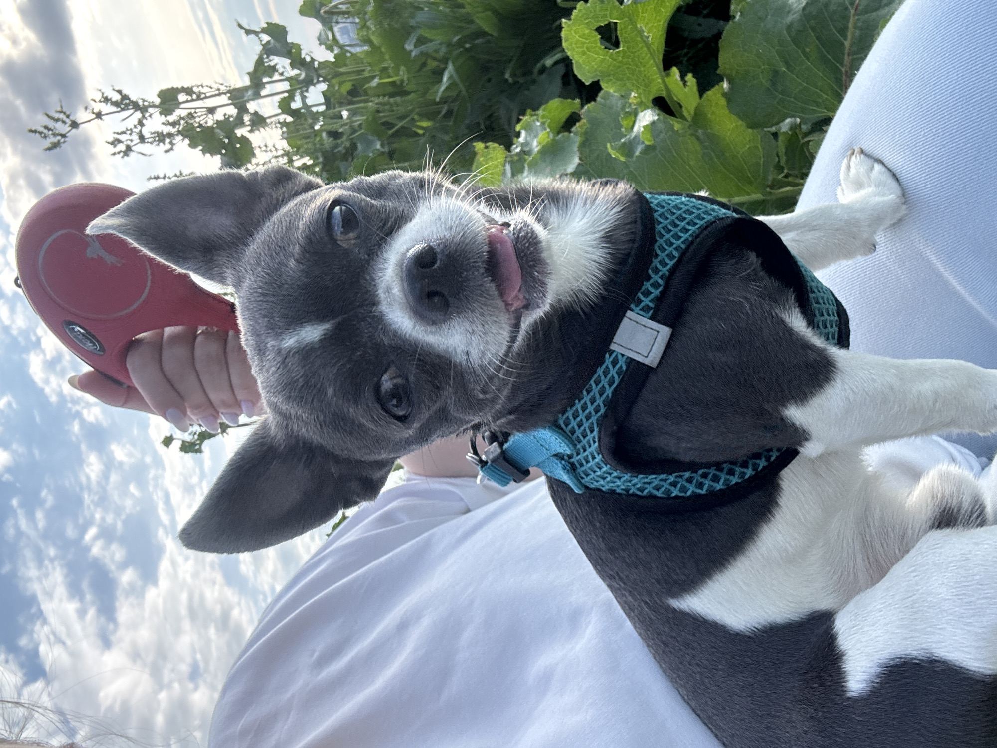 Small dog photographed with playful expression in Новинки, Russia