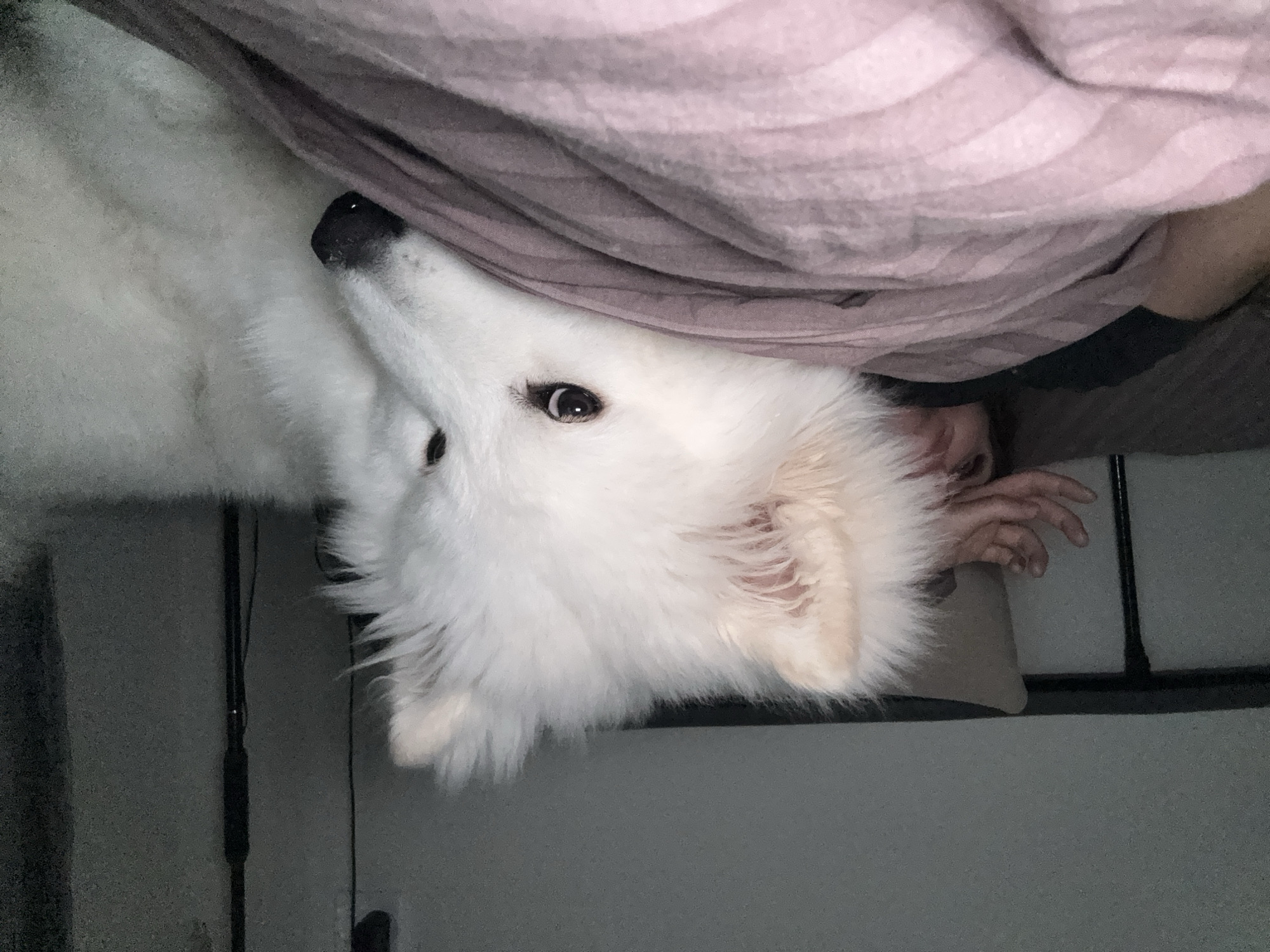Morning life glimpses across Chaikovsky: pets, shopping, exercise