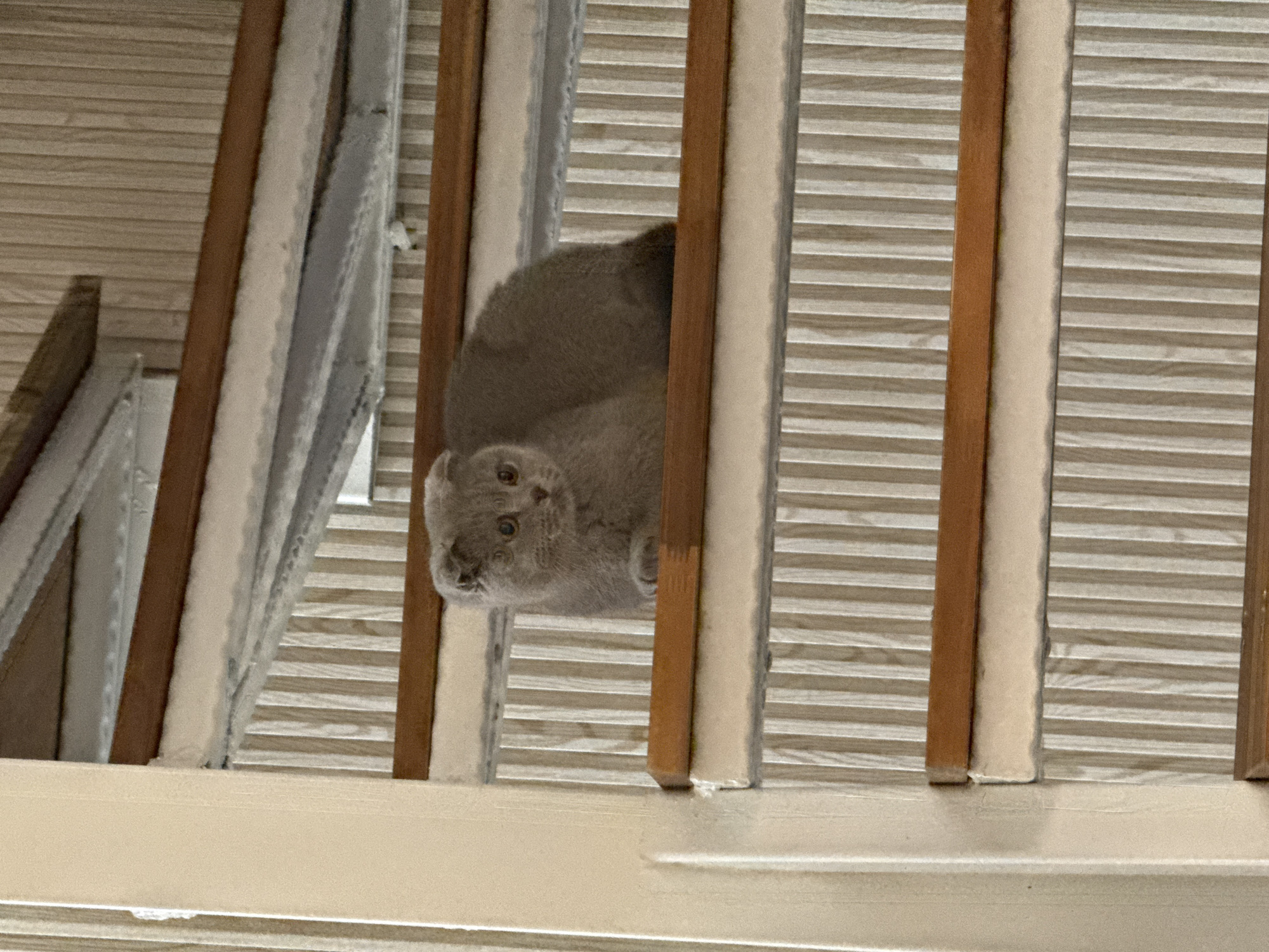 Scottish Fold Cat Spotted Playing Indoors in Shumen, Bulgaria