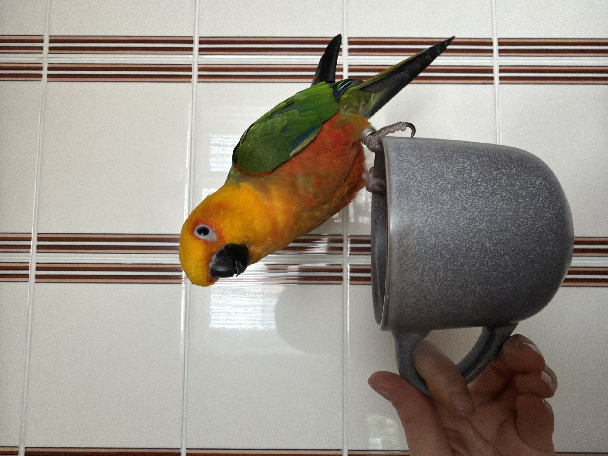 Woman enjoys casual kitchen moments with sun conure parrot