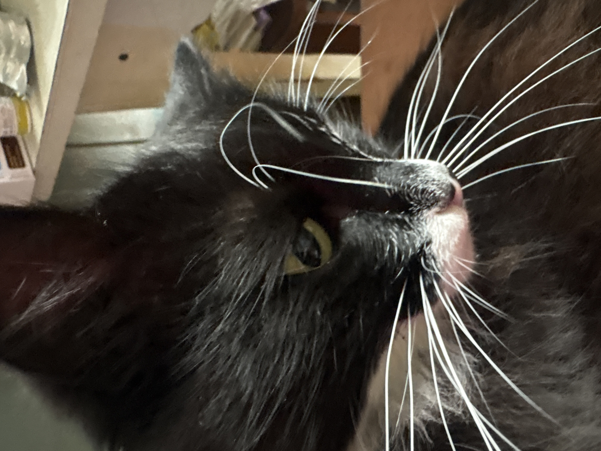 Close-up of a green-eyed black and white cat