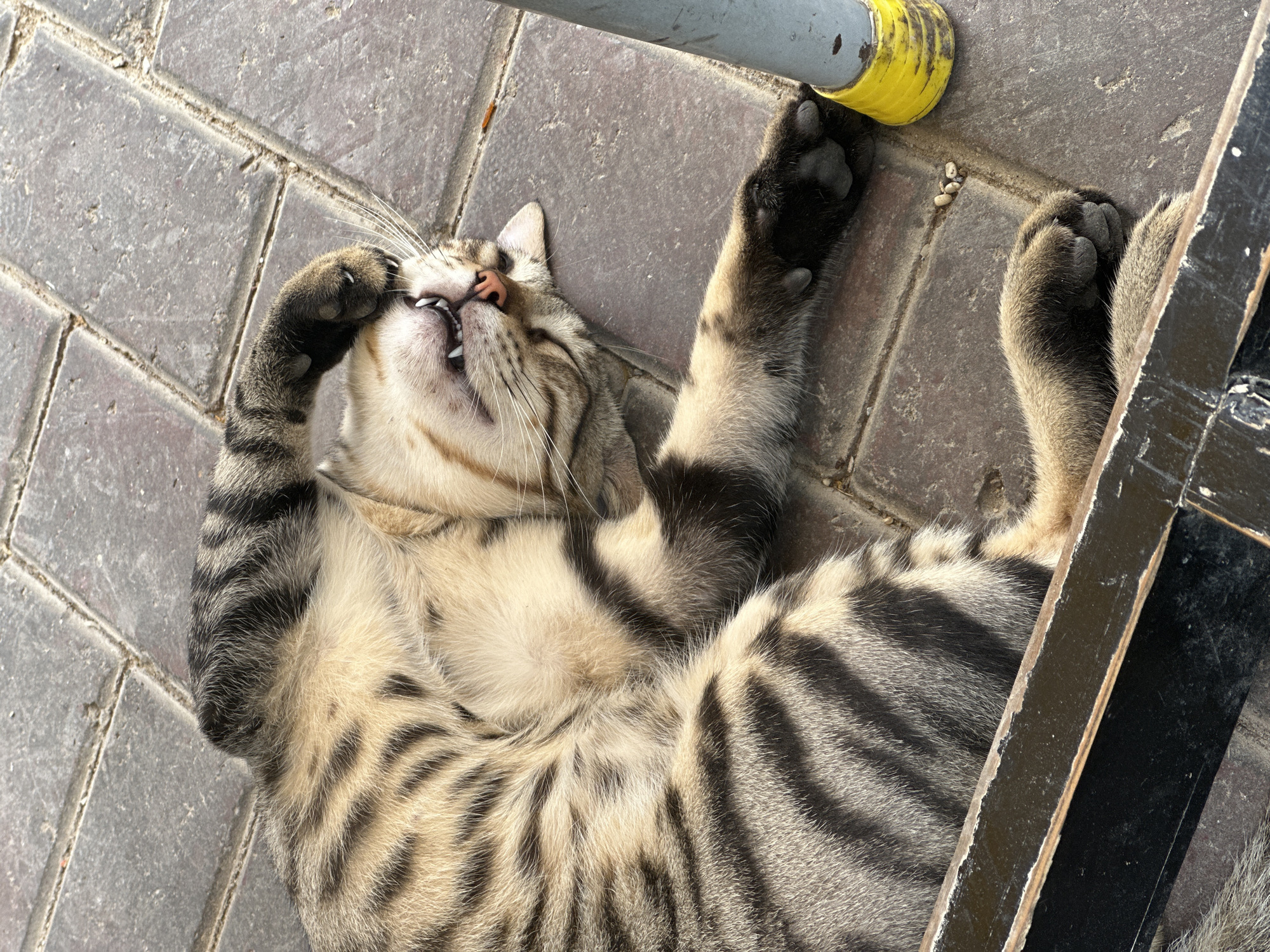 Tabby cat fully relaxed on pavement in Karachi