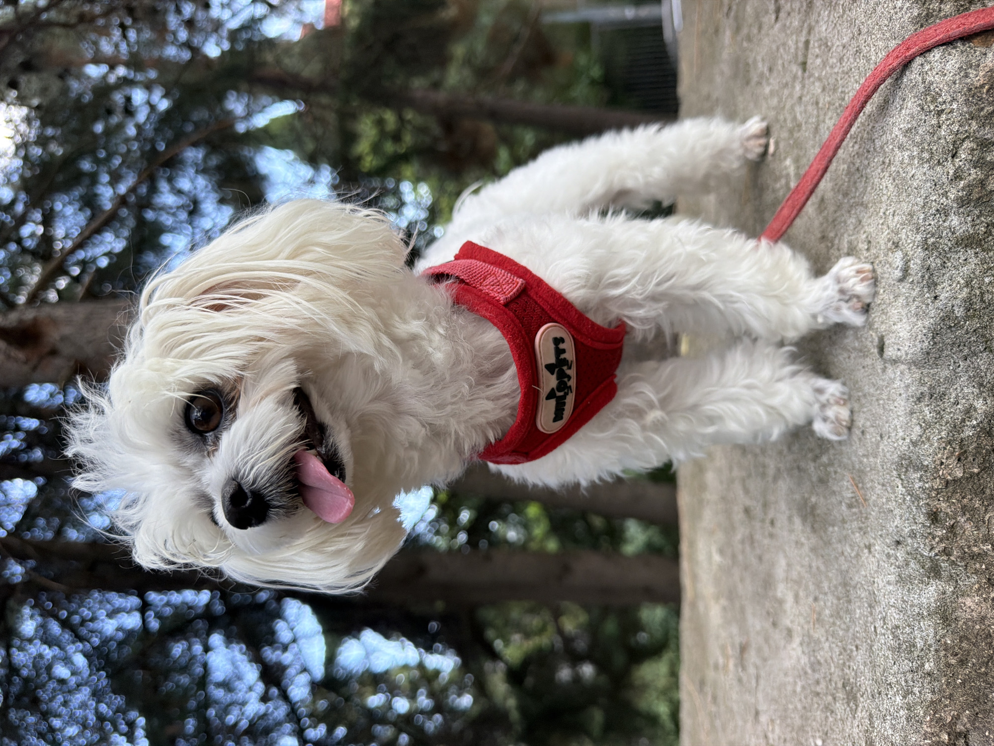 Fluffy white Maltese takes a break in Partenit park