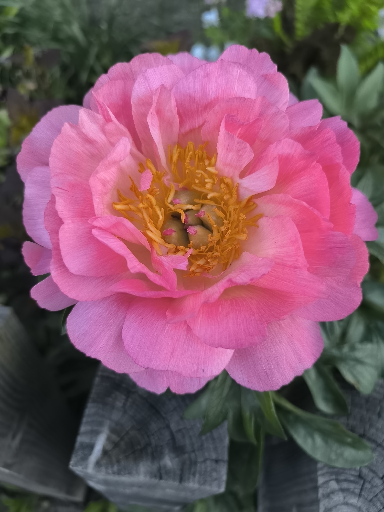 Blooming peonies photographed in detailed close-ups in Alkmaar