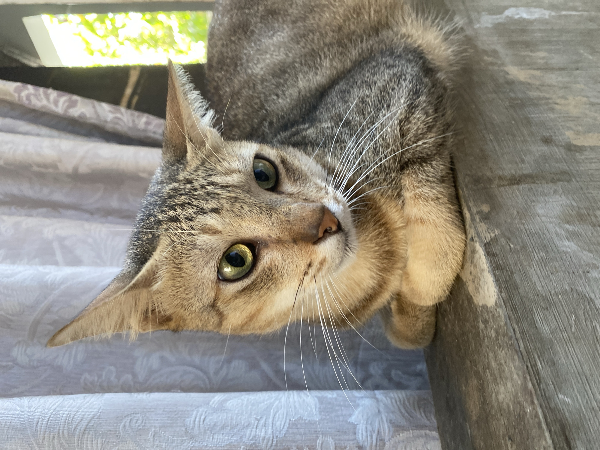 Morning breakfast and neighborhood cats in Davao City