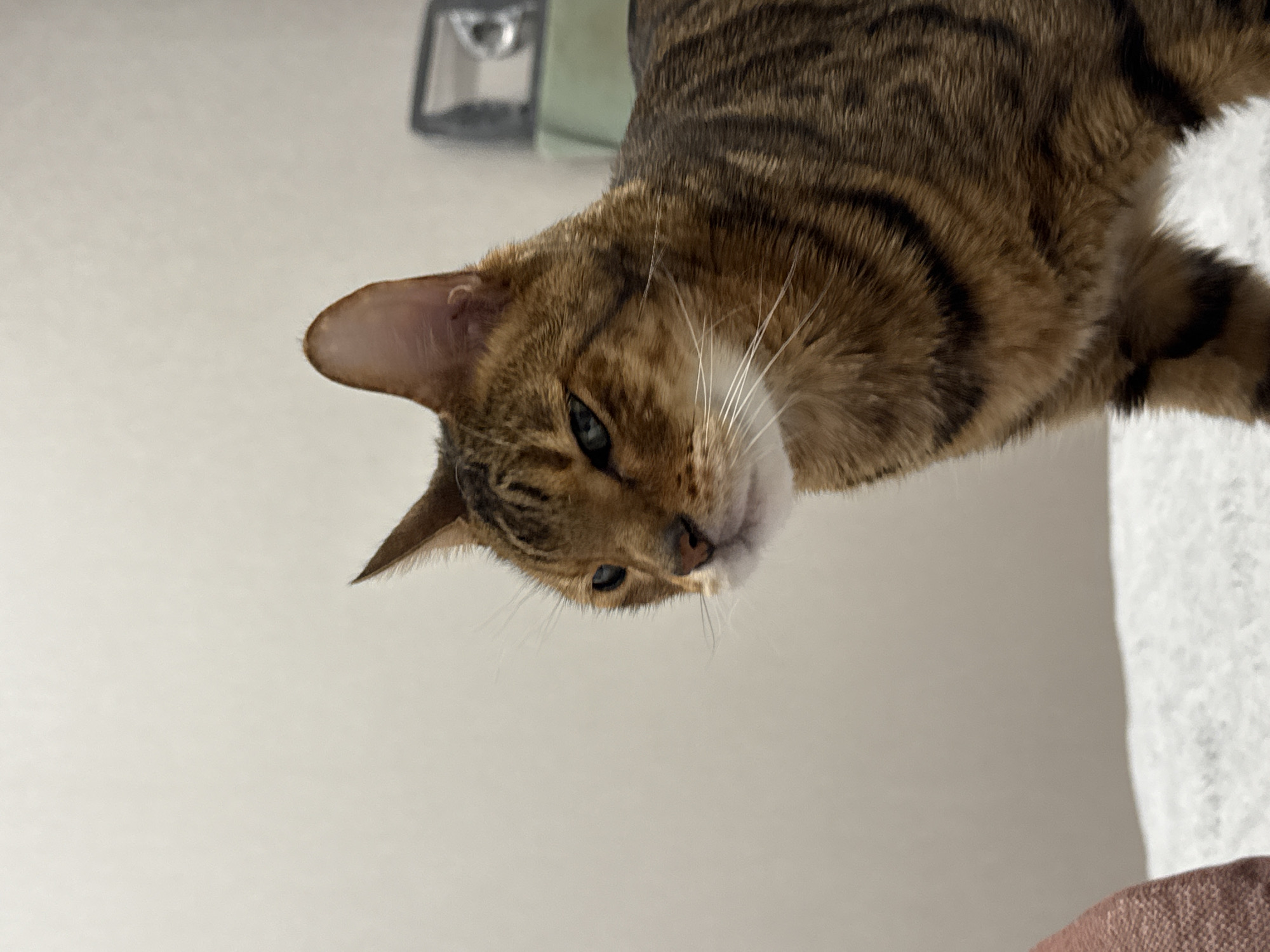 Afternoon spent with tabby cat watching city views