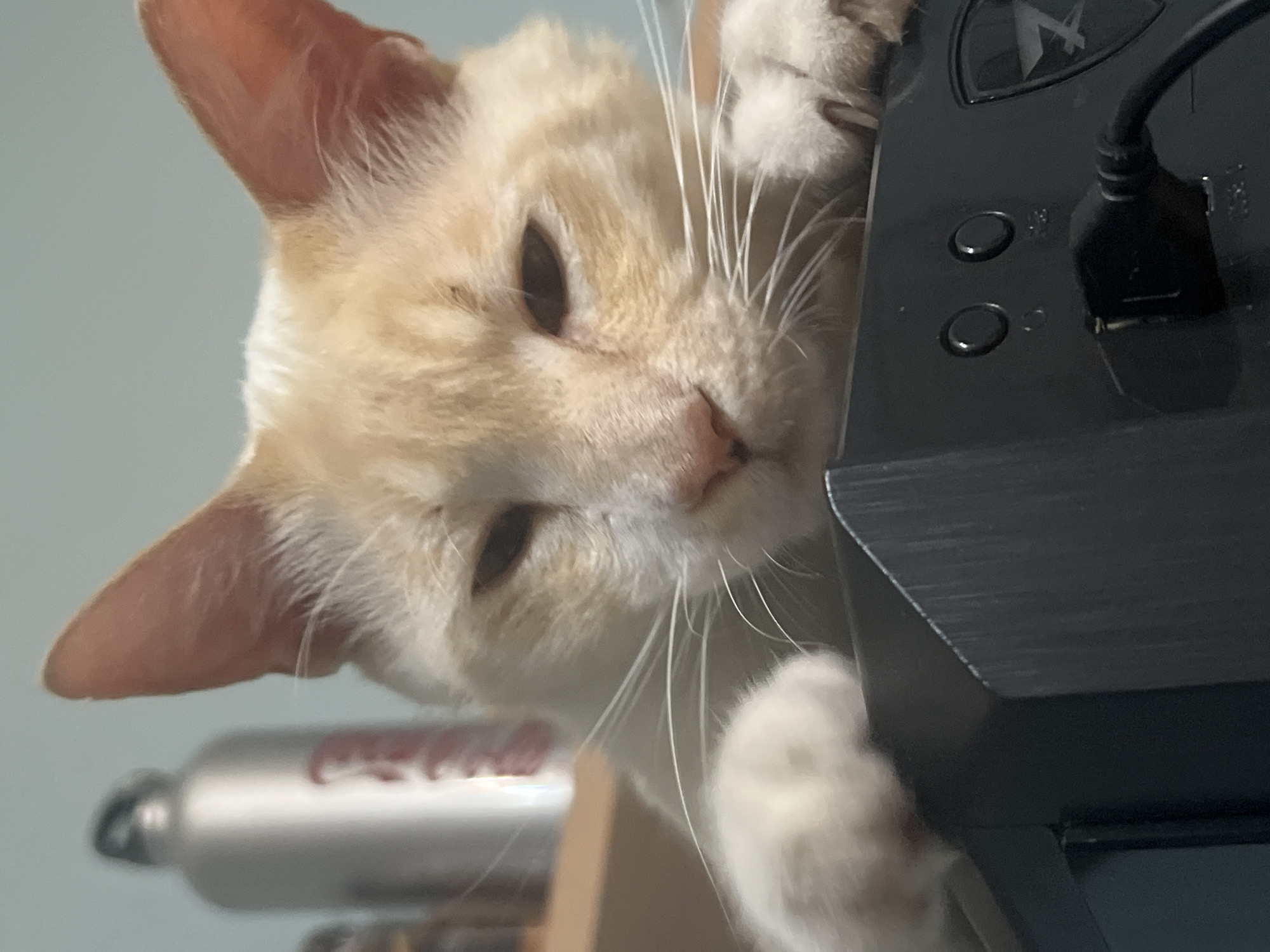 Cat takes over the furniture in a Sochi home