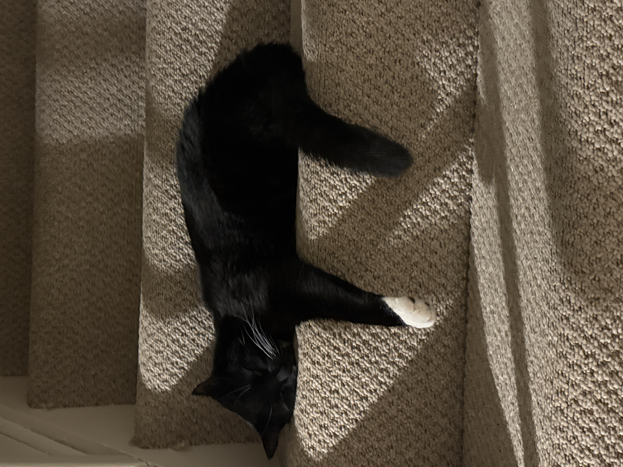 Black cat spotted resting on carpeted stairs in Desborough home