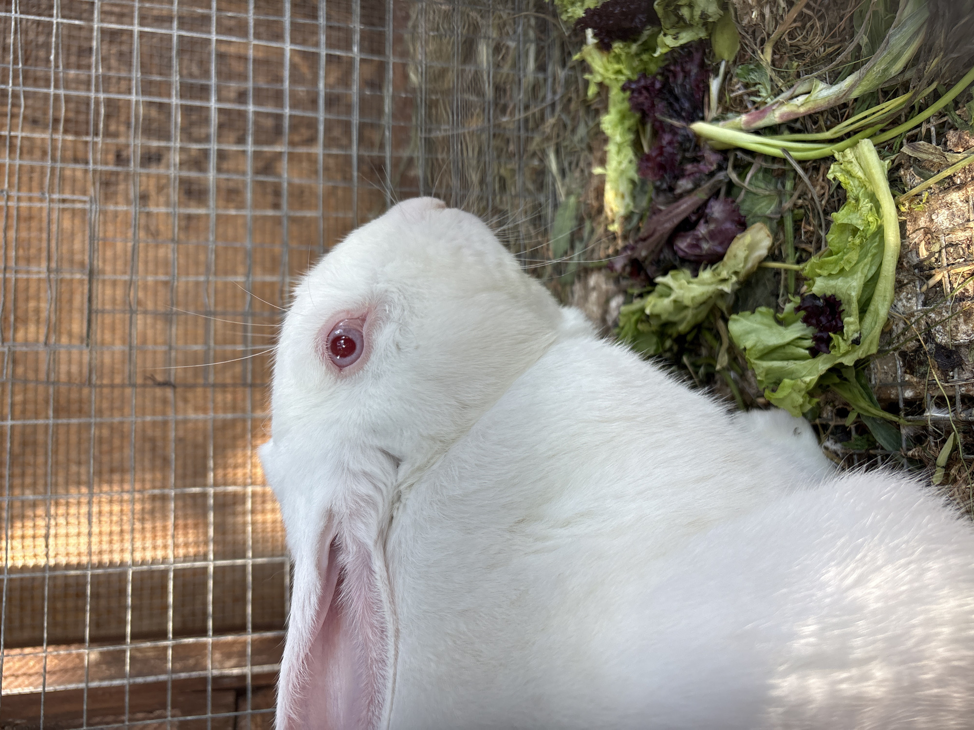 Tourist explores Yalta churches, encounters caged animals during afternoon visit