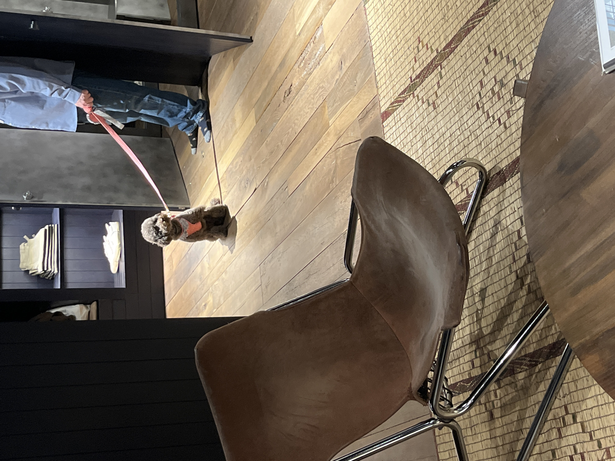 Indoor scenes with dog walking and furnished spaces in Madrid