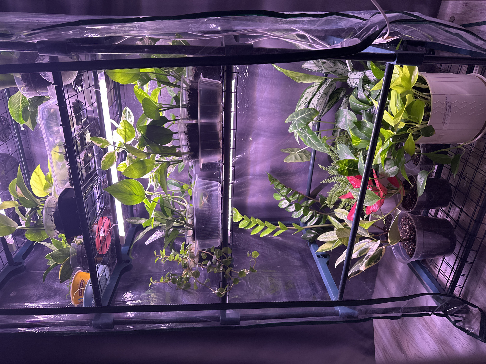 Indoor plant collection under grow lights, Kazan