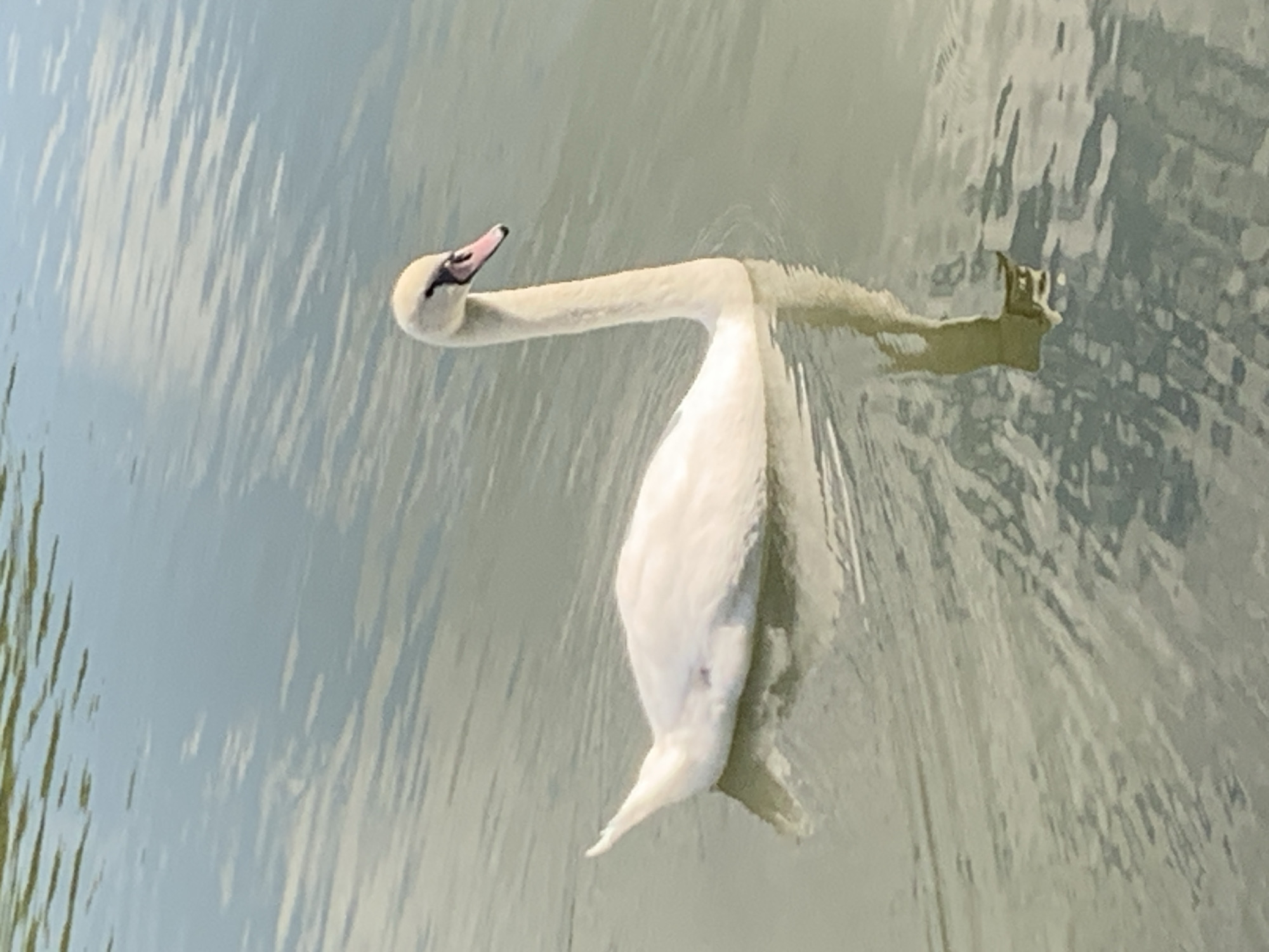 Swans, wildlife, and summer blooms along a Kolomyia parkside