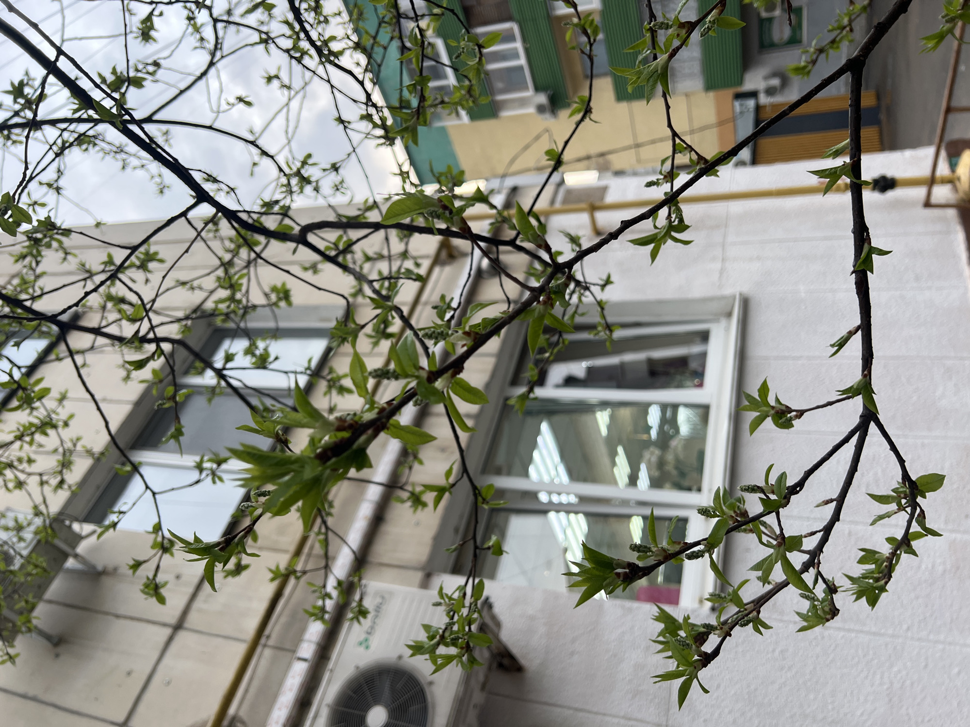 Spring greenery observed in urban Ufa, Russia