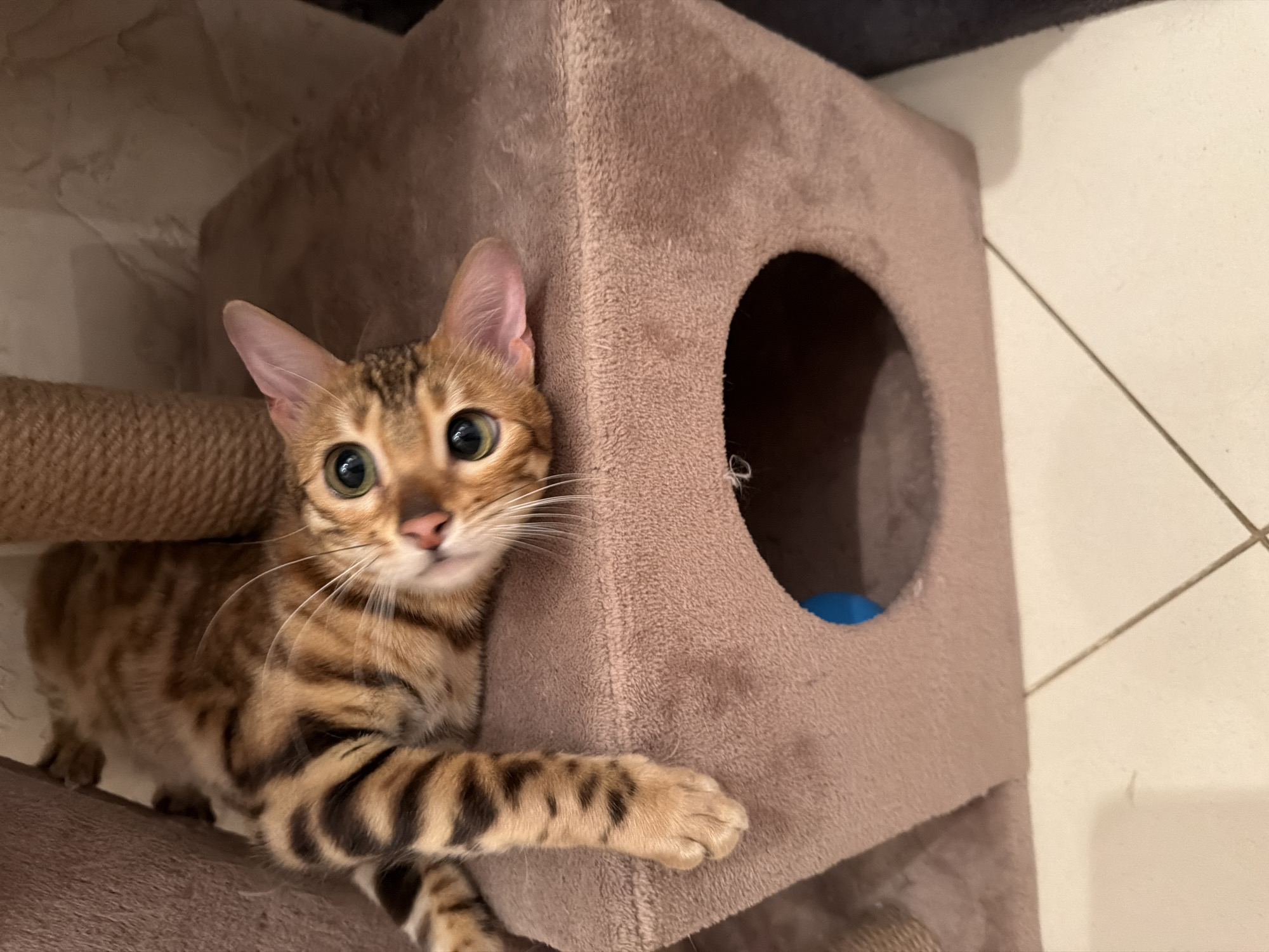 Girl and Bengal cat share indoor moment in Vsevolozhsk