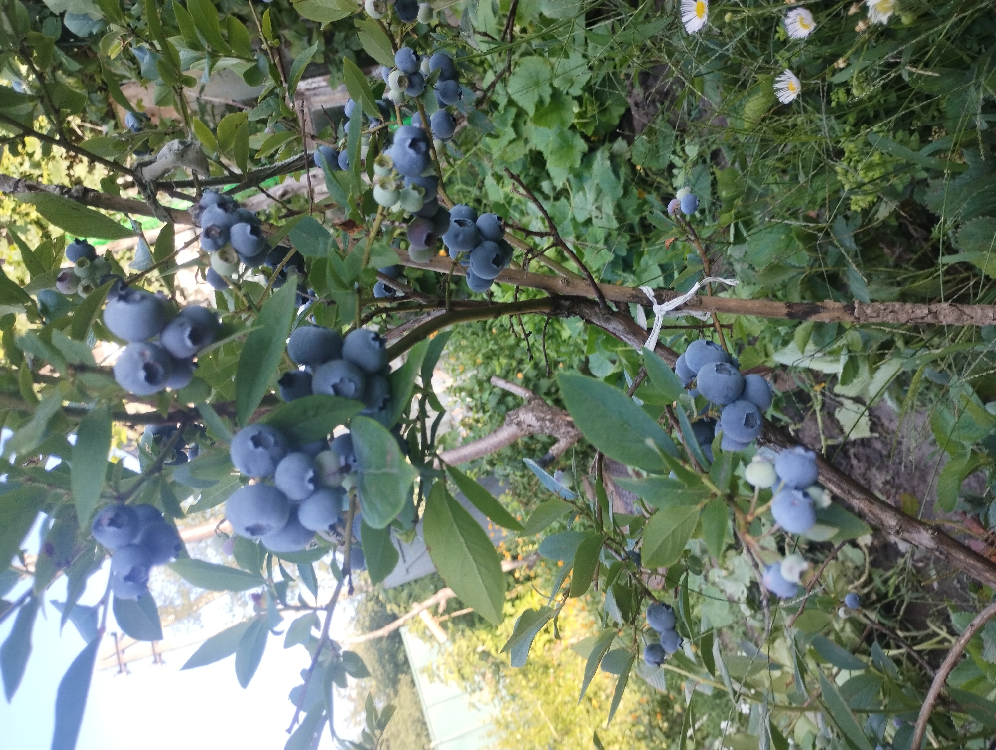Ripe blueberries and garden blooms in a Sumy backyard