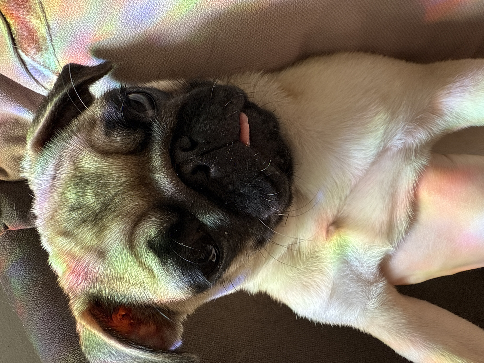 Pug enjoys lazy afternoon with rainbow light on couch
