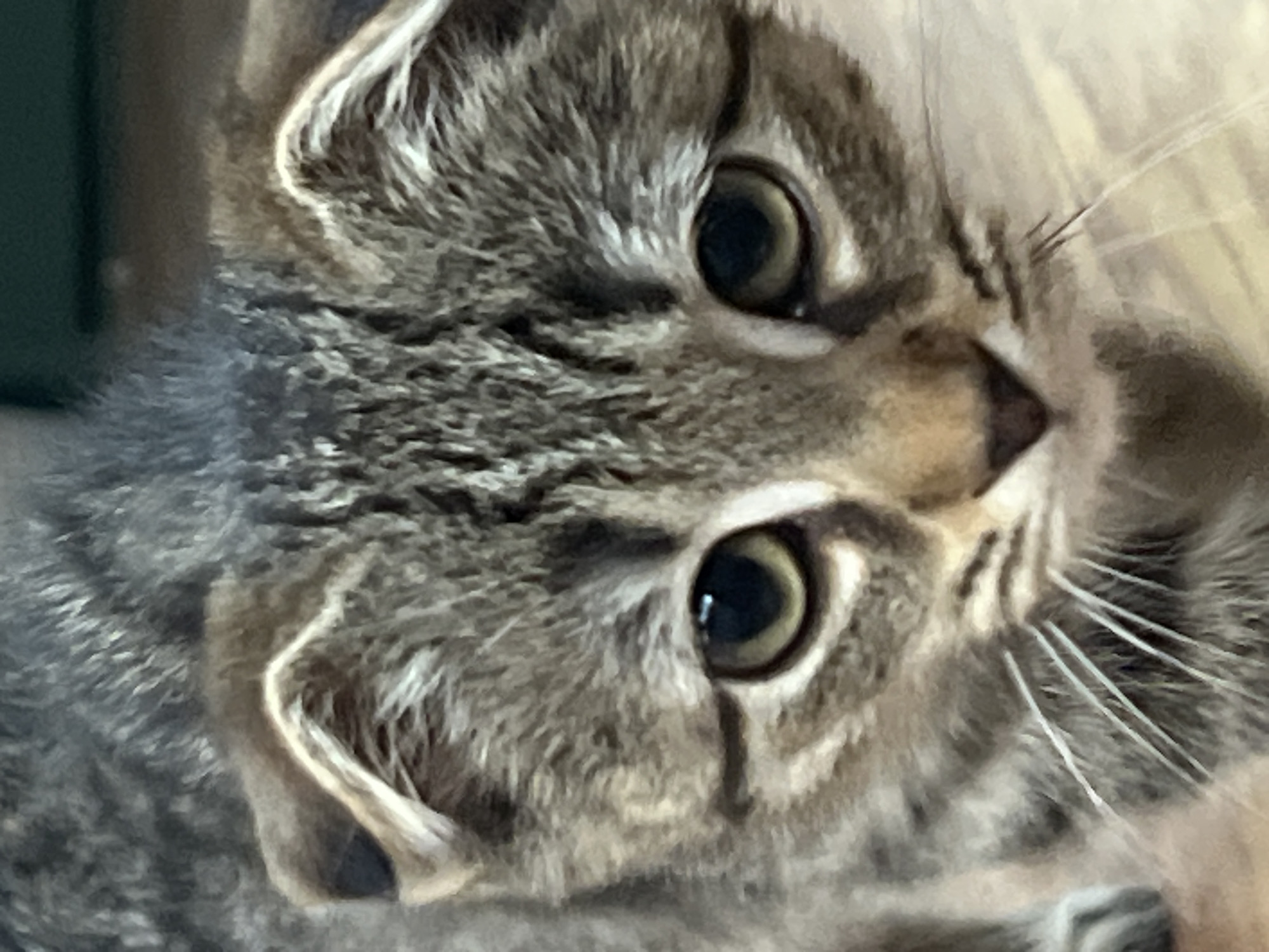 Two cats, one grey tabby, one white, photographed indoors in Russia