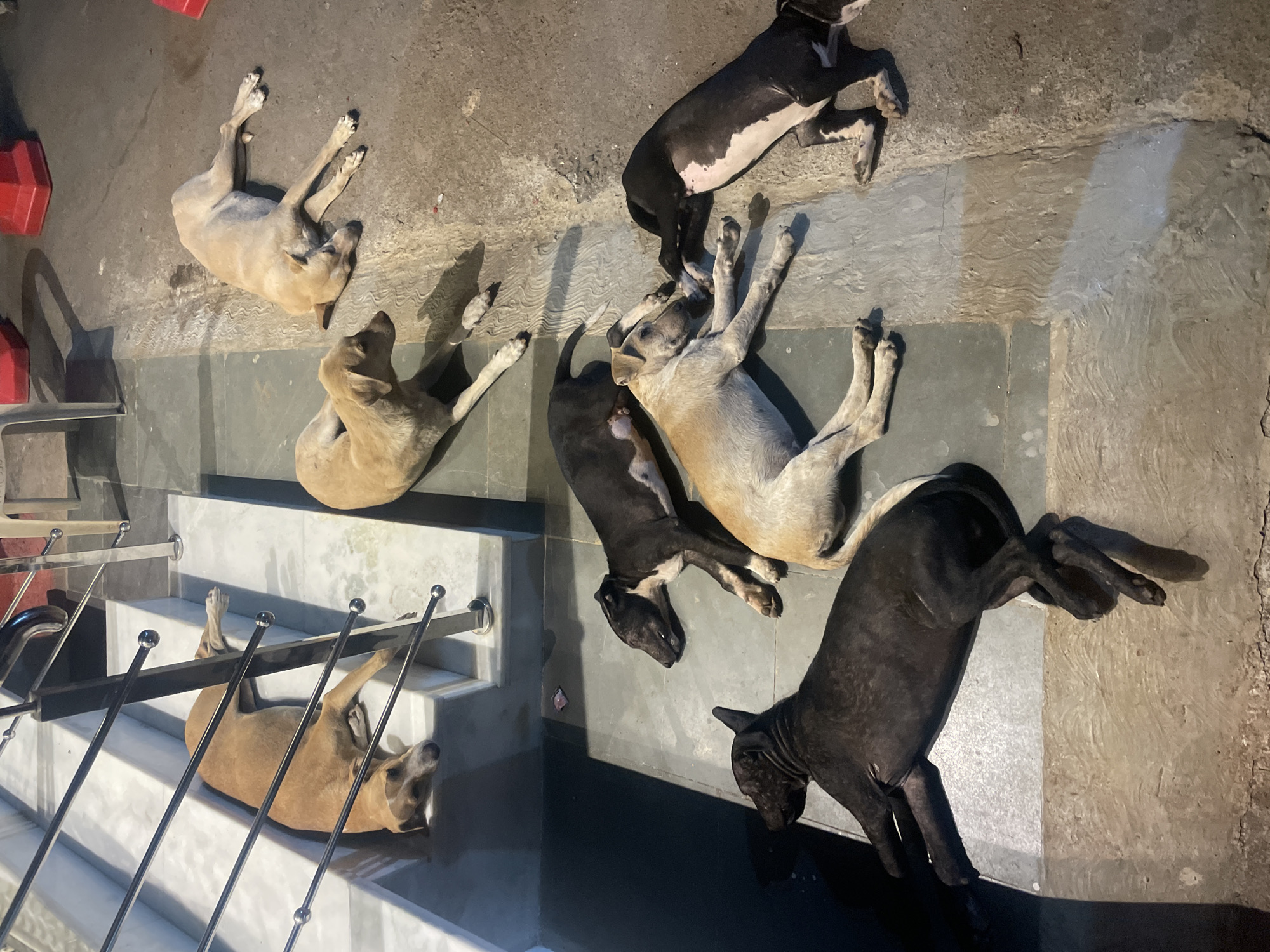 Dogs rest near illuminated Hindu temple in Mumbai