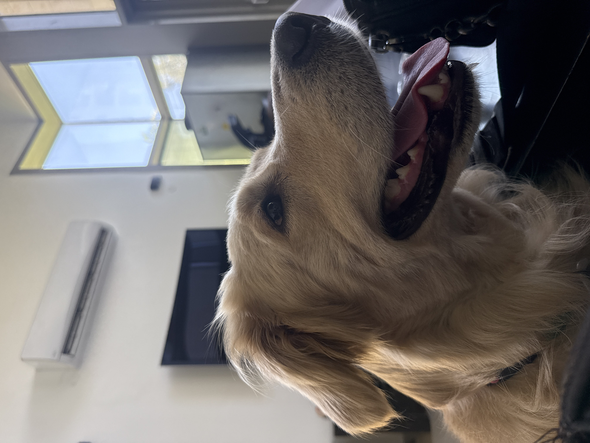 Golden retriever caught mid-pant on a Tel Aviv day