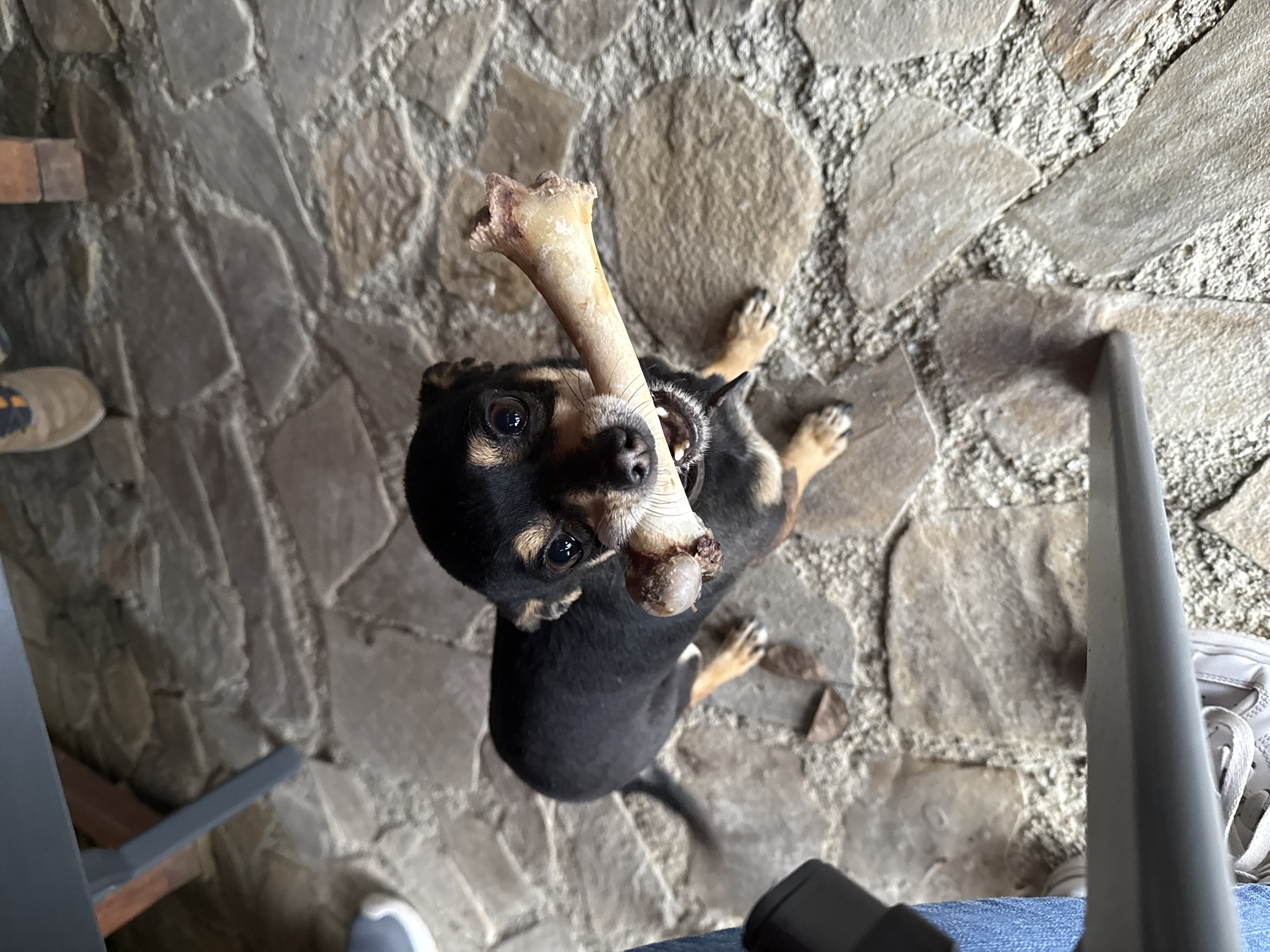 Dog enjoys bone on patio in Bulgarian village