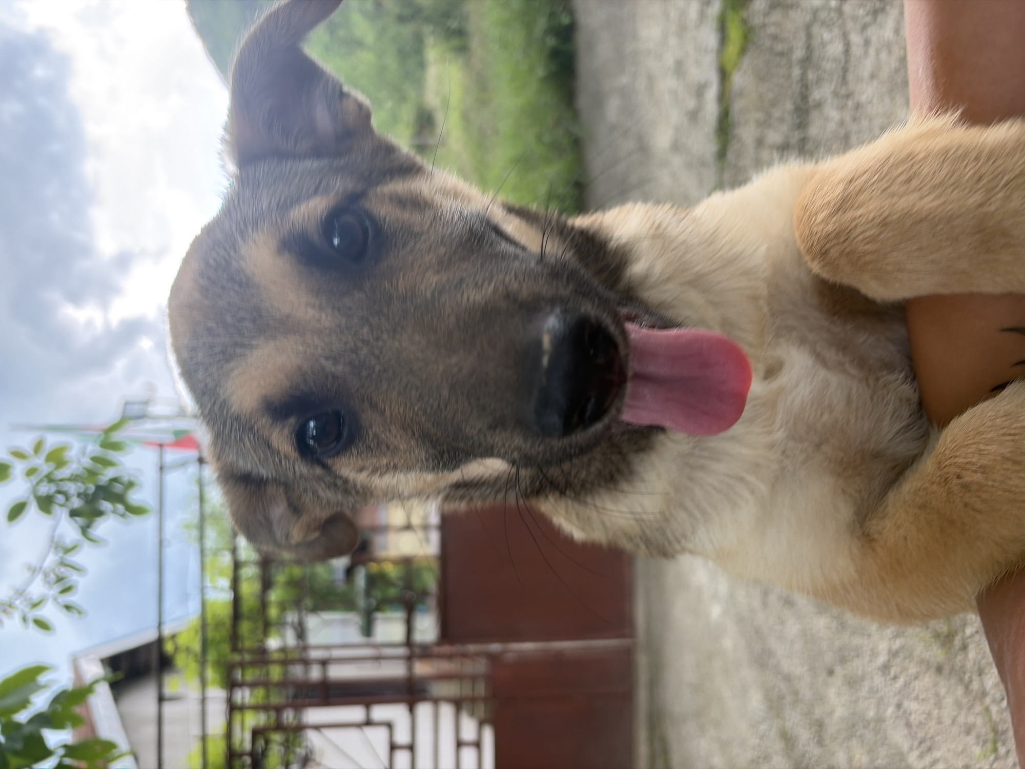 Dogs spotted during midday walk in Gabrovo, Bulgaria