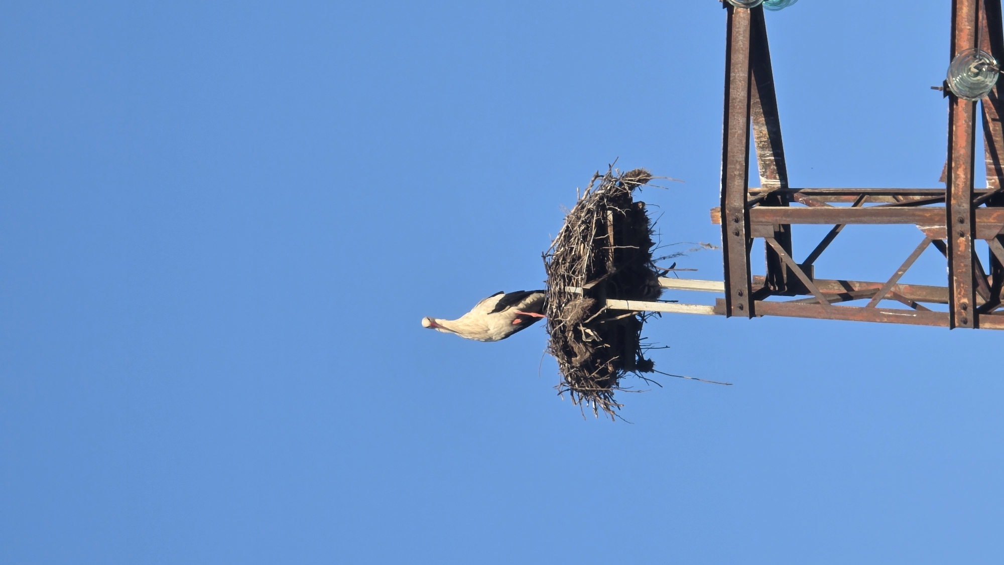 Storks observed nesting on electrical tower in Bulgaria