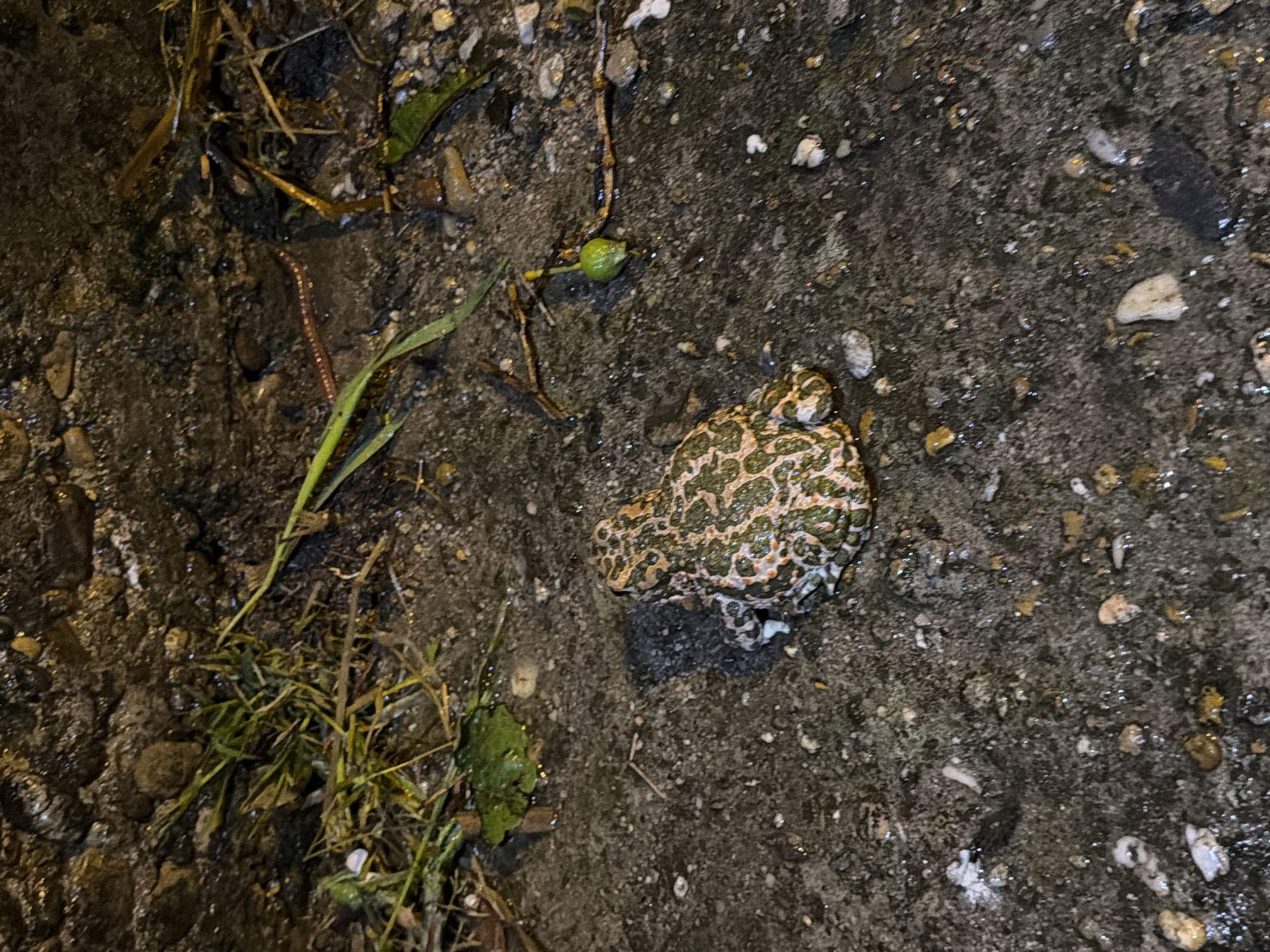 Toad spotted on pavement in Bulgarian village, briefly disturbed