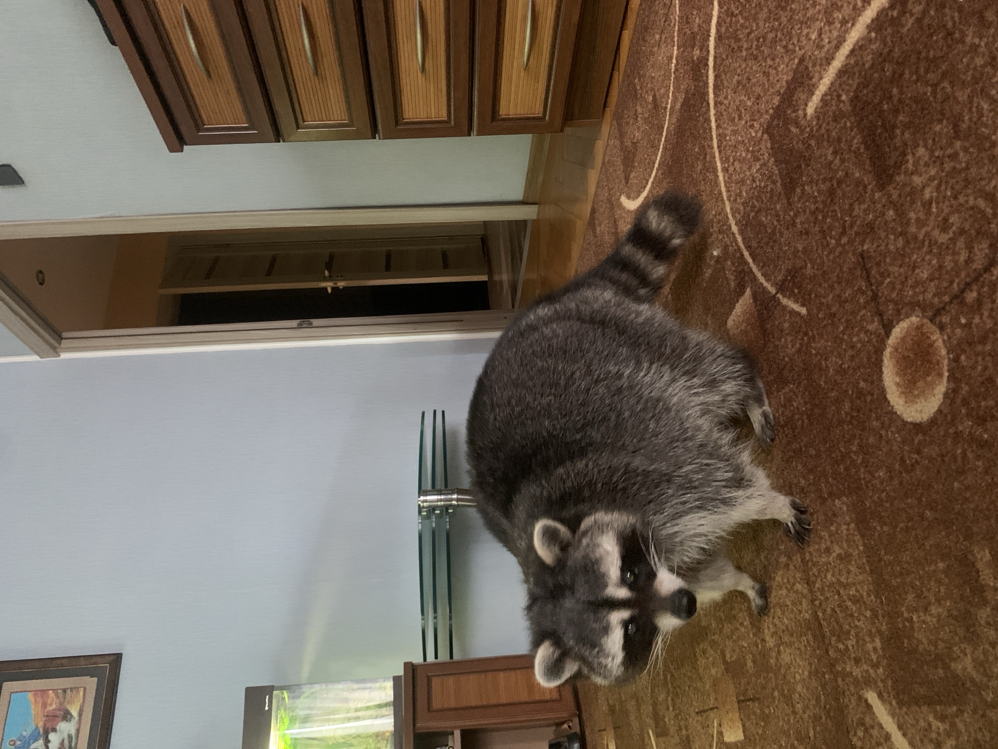 Raccoon makes itself at home indoors, twice.