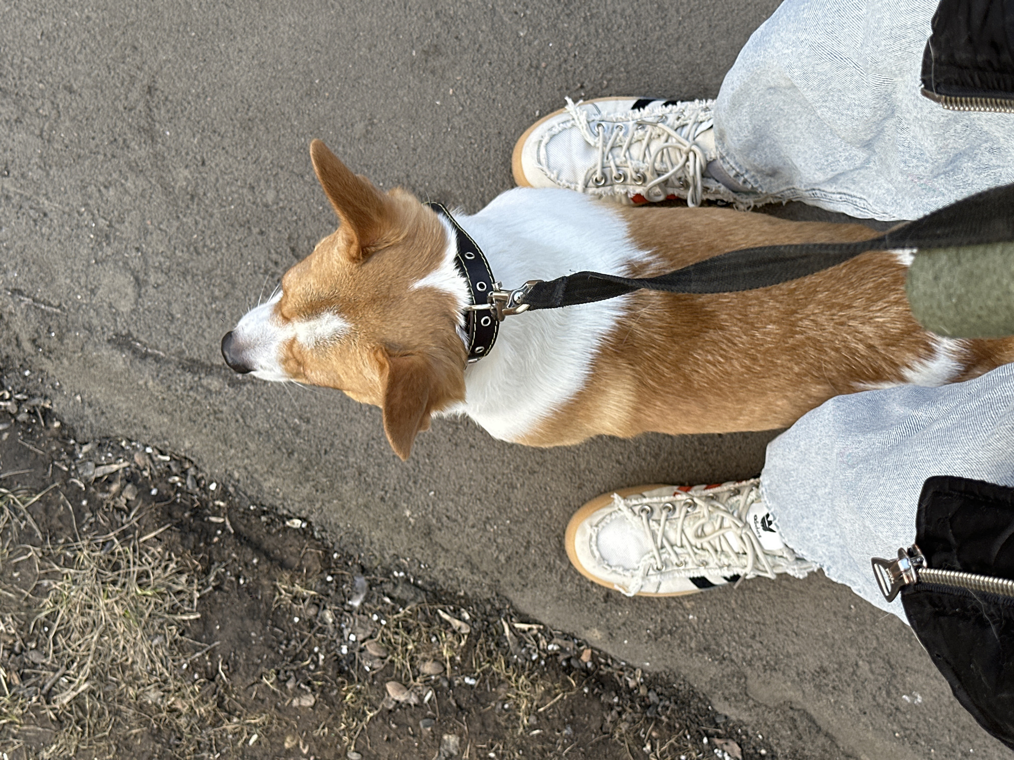 Morning at home with Corgi and flowers in Moscow
