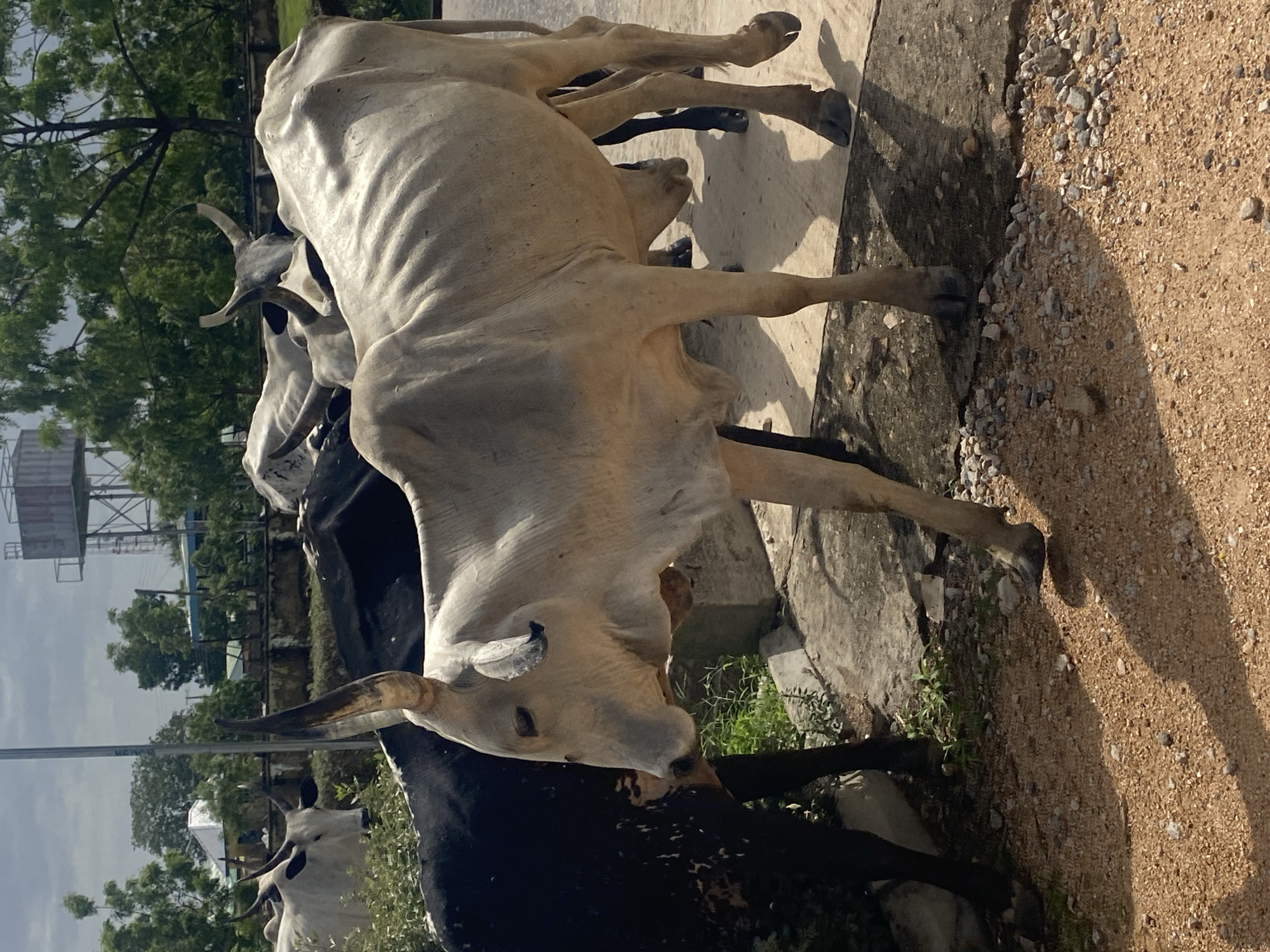 Cattle, campus life, and everyday scenes at a Nigerian institution