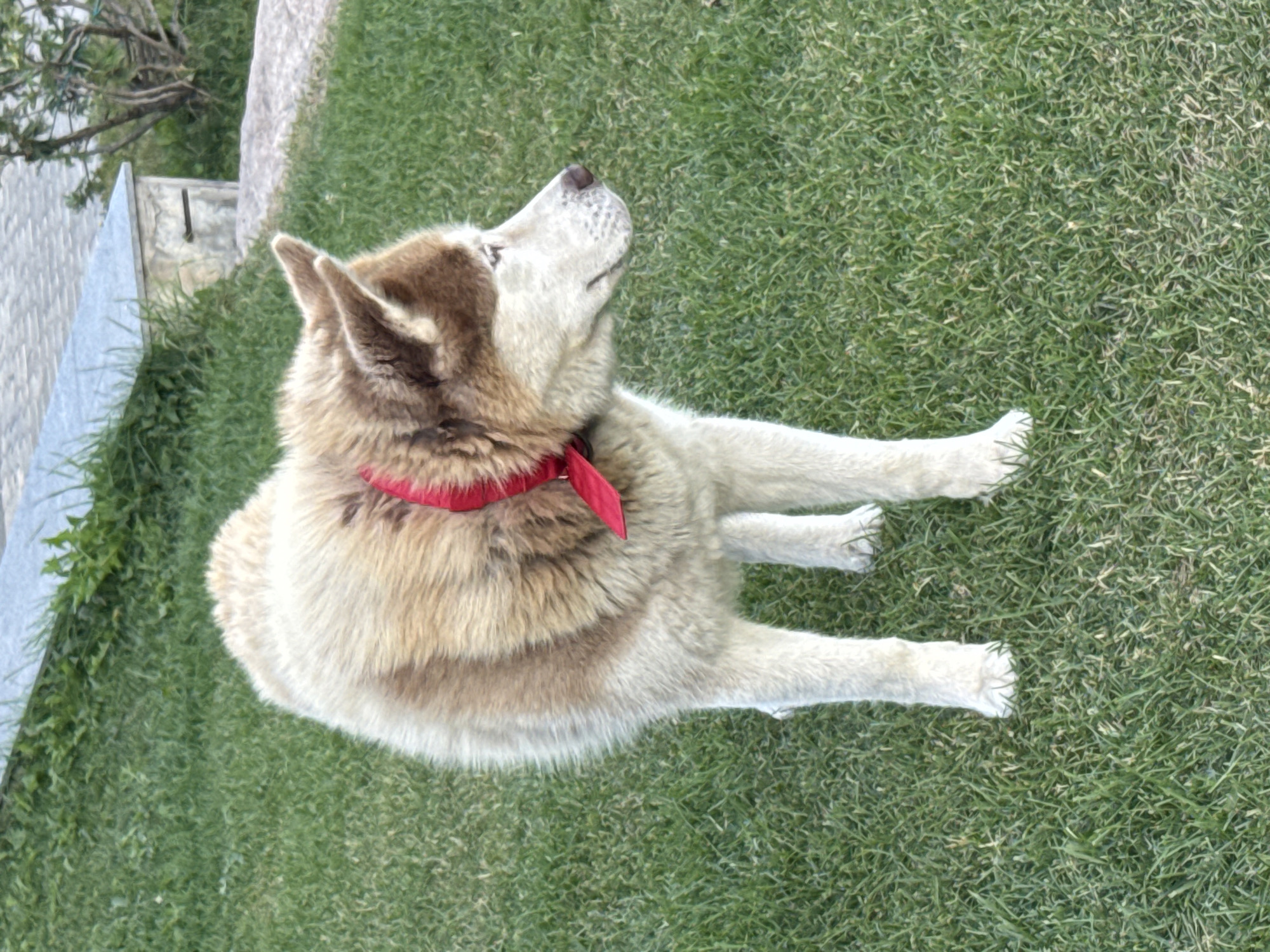 Lakeside afternoon in Kurkijoki with a husky and cafe stop