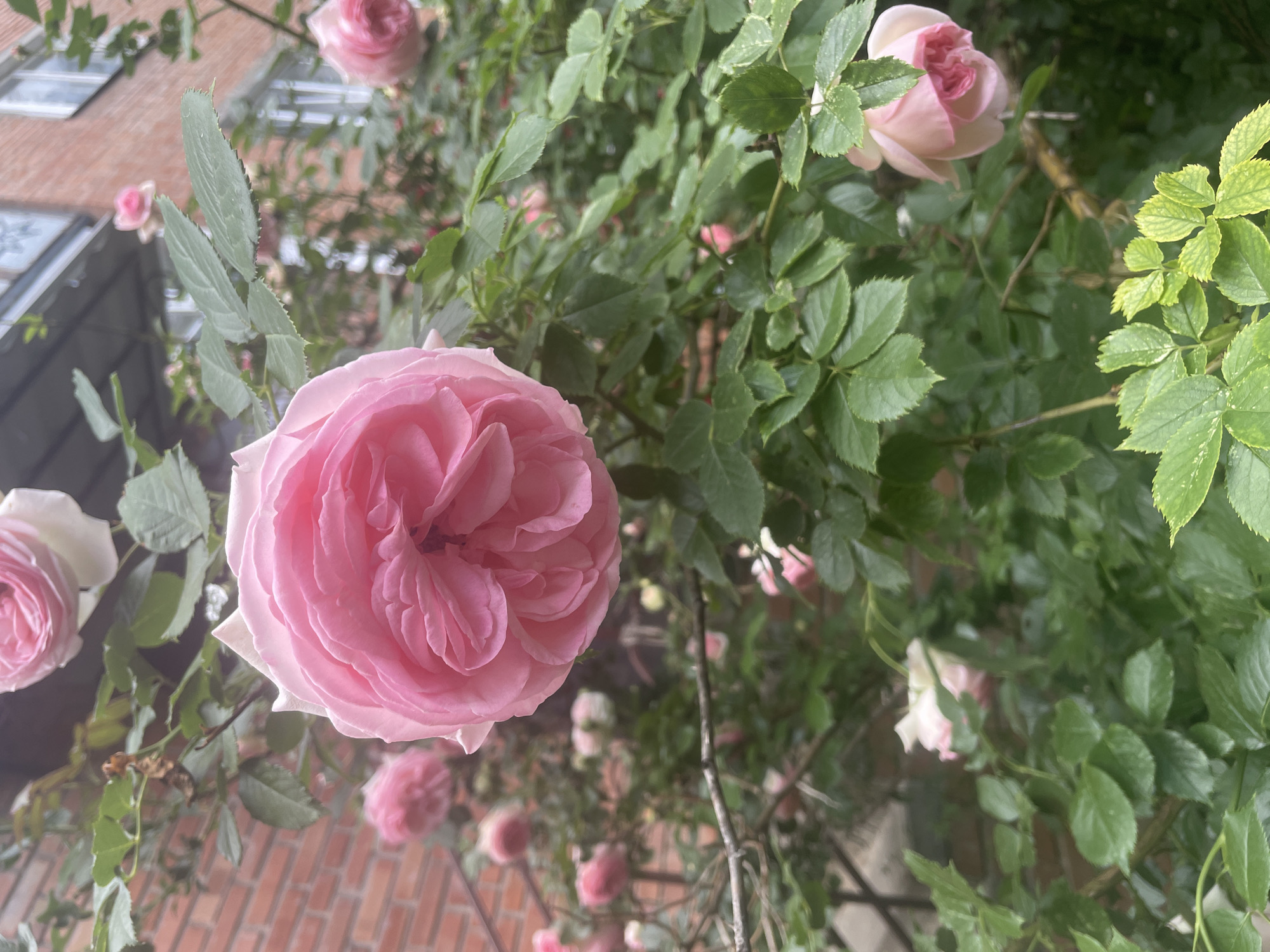 Floral displays documented in Poltava throughout afternoon