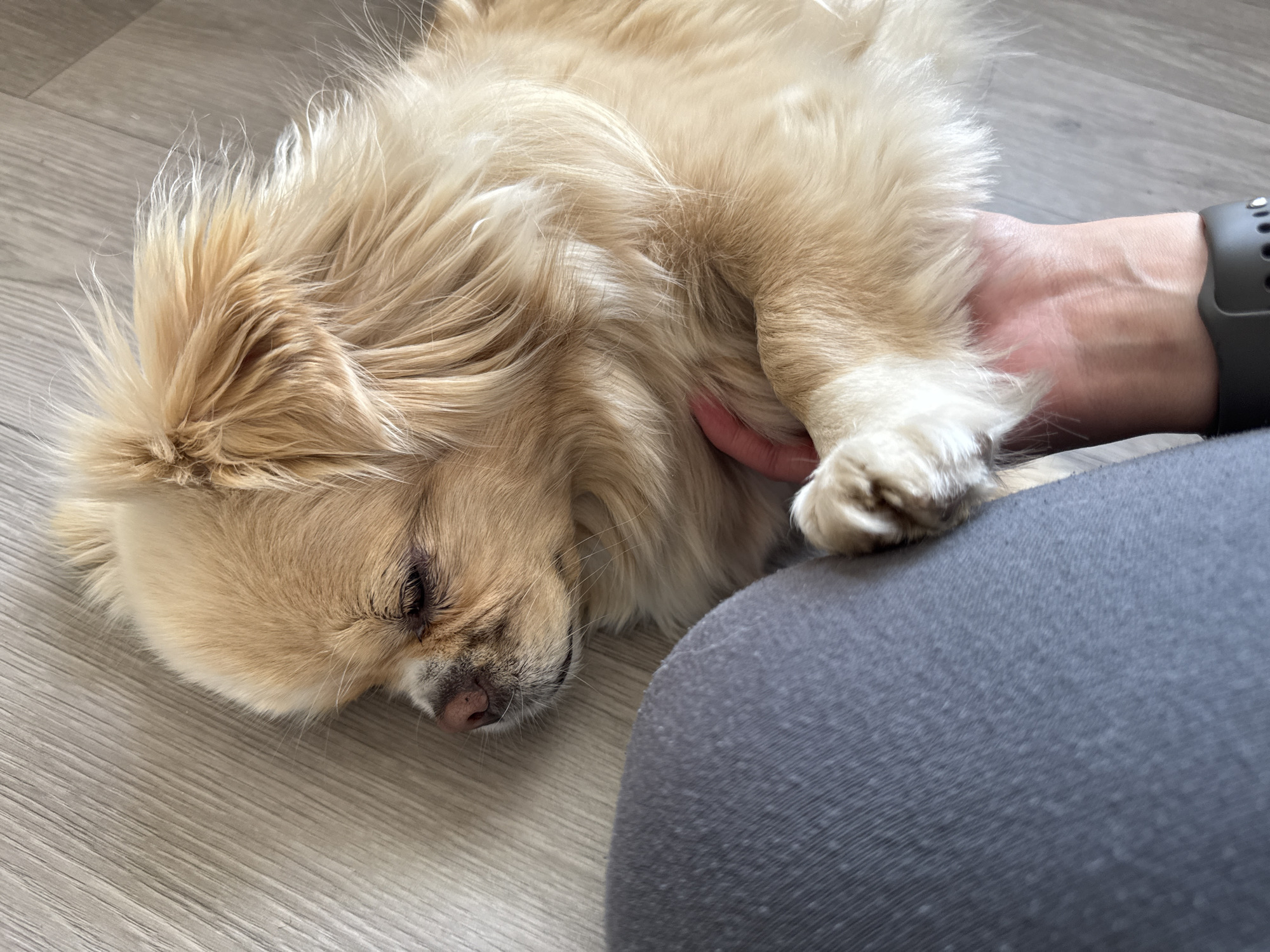 Lazy morning at home with a fluffy dog in Harstad